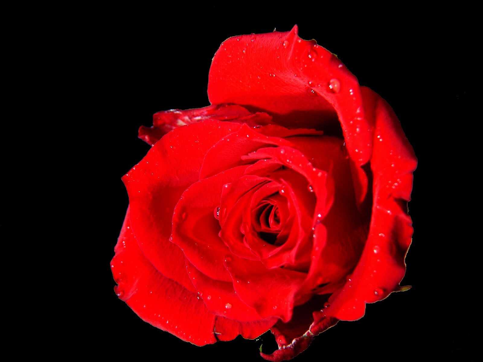 Leica V-LUX 1 sample photo. Rose, red rose, blossom photography