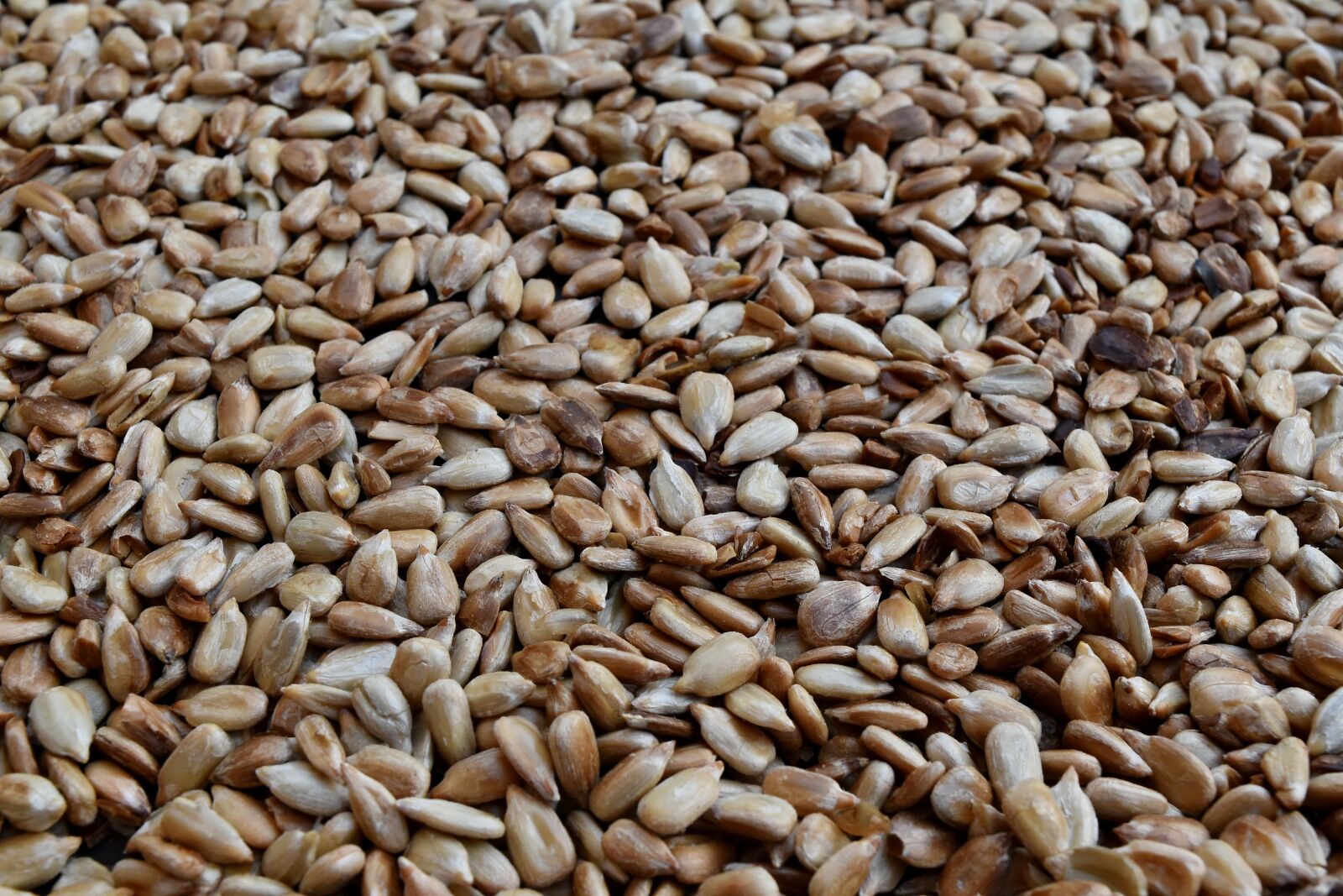 Nikon D5500 sample photo. Detail, diet, sunflower seed photography