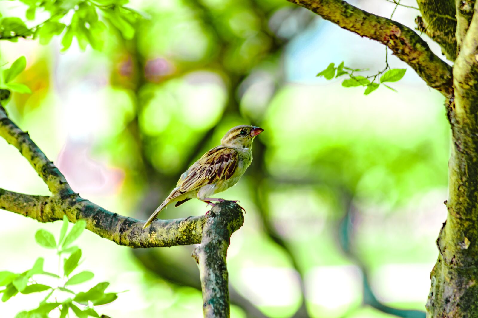 Nikon D3300 sample photo. Passerine, shooting bird, bird photography