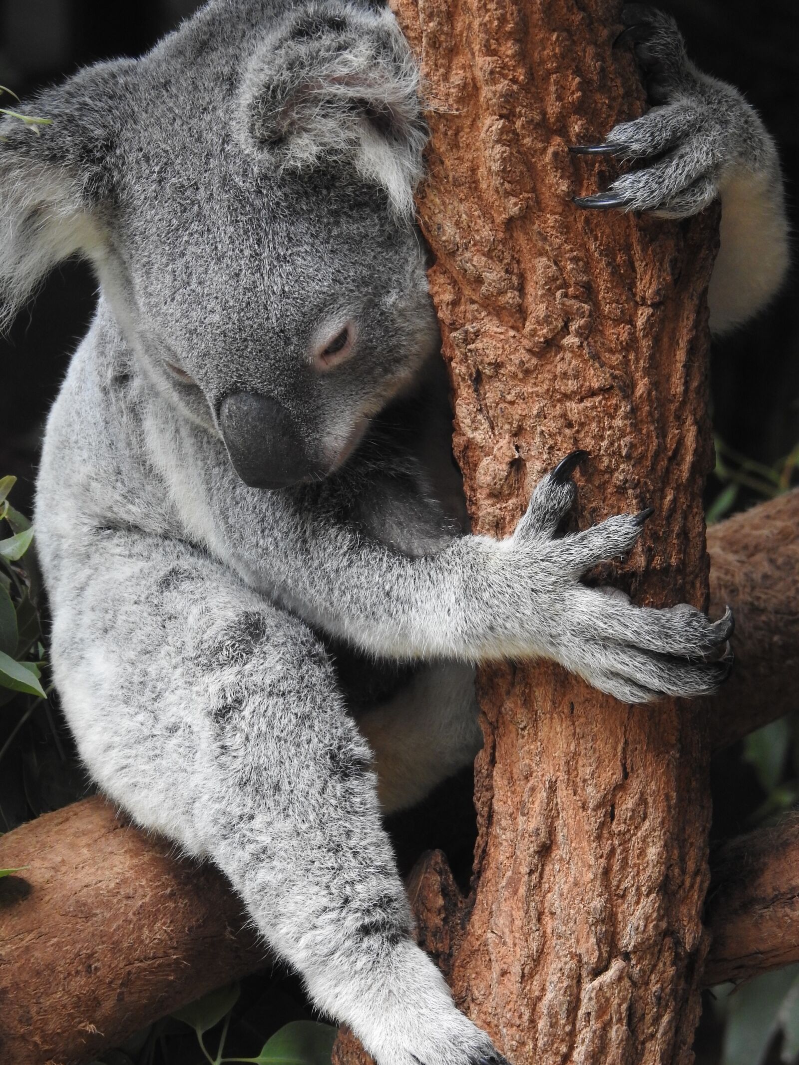 Nikon Coolpix P900 sample photo. Koala, koala bear, hug photography