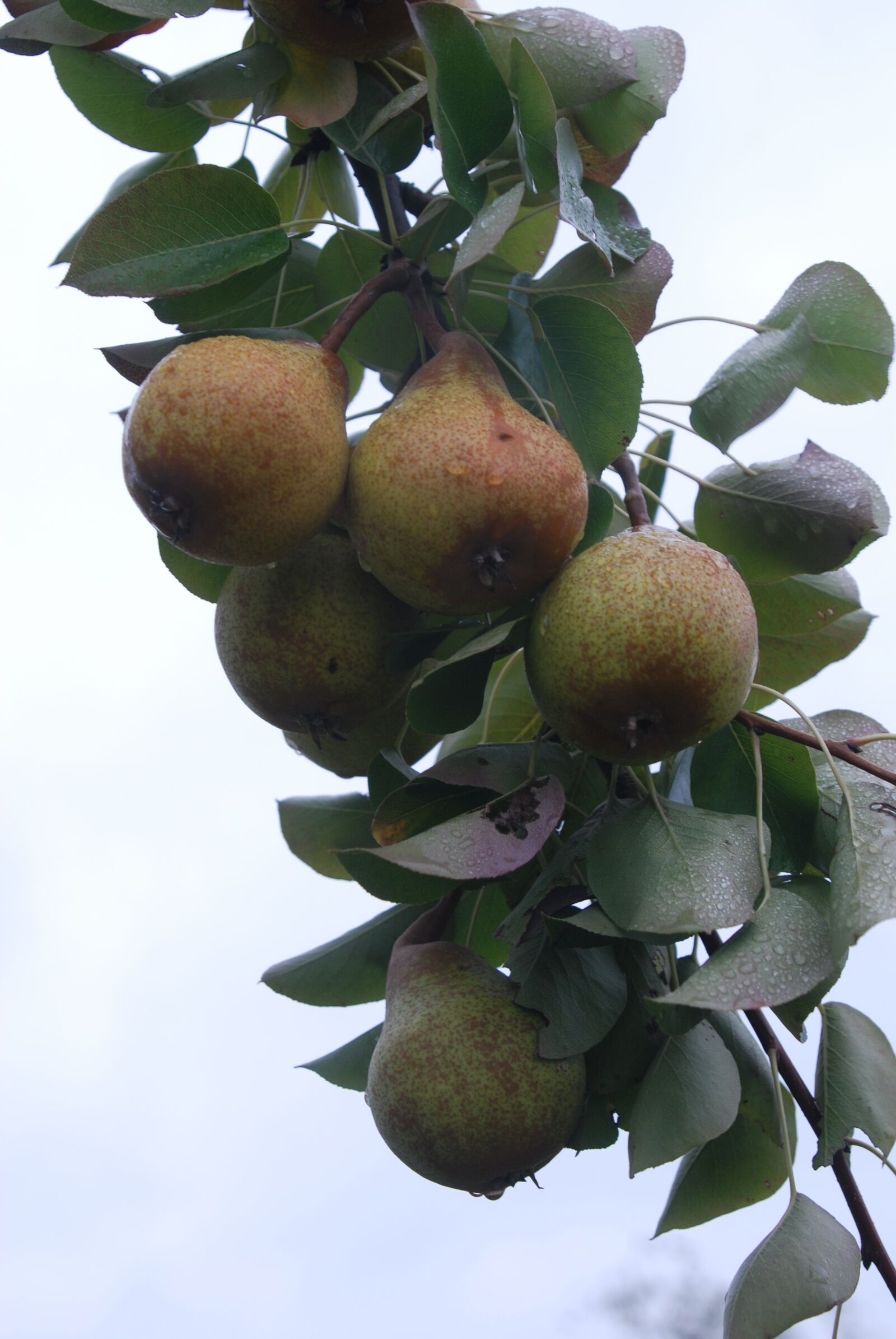Nikon D80 sample photo. Nails bulb, most pear photography