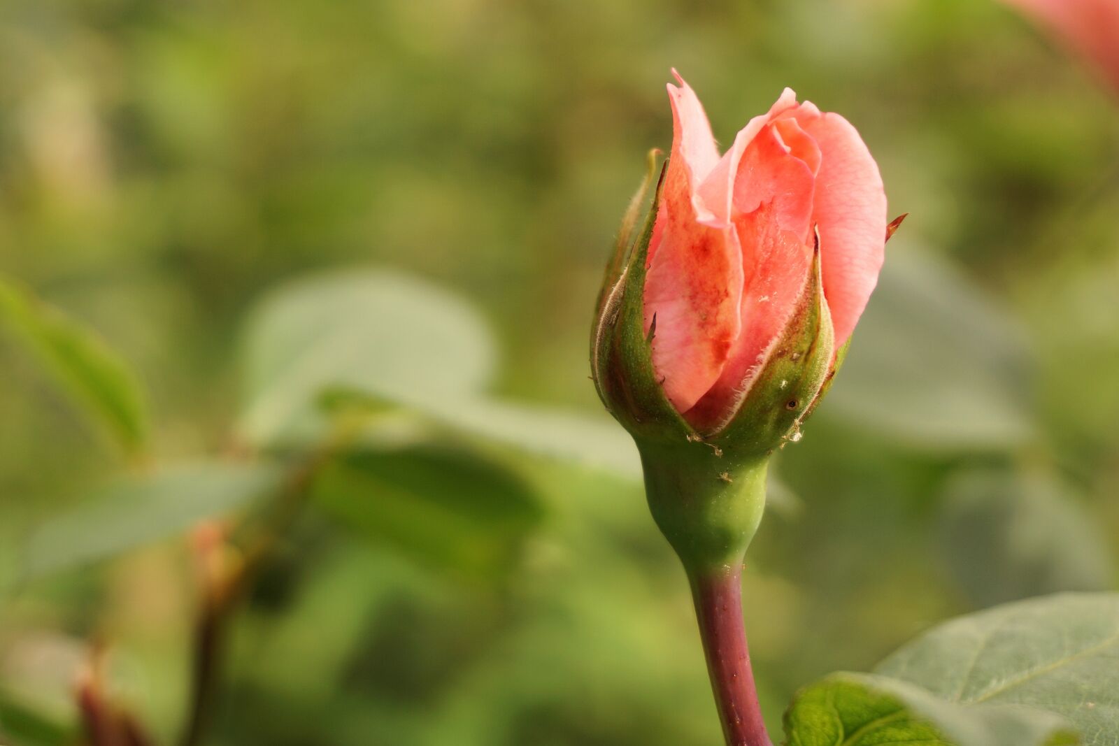 Sony a6000 sample photo. Rose, flower, blossom photography