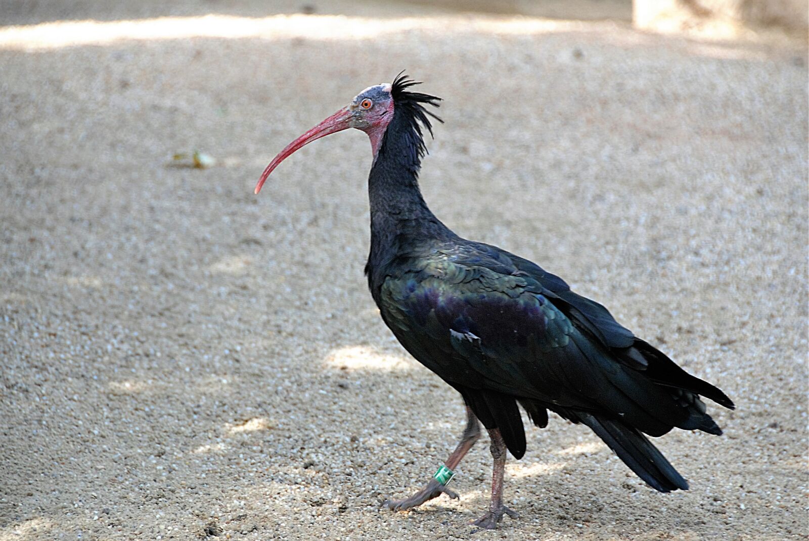 Nikon D80 sample photo. Bird, northern bald ibis photography