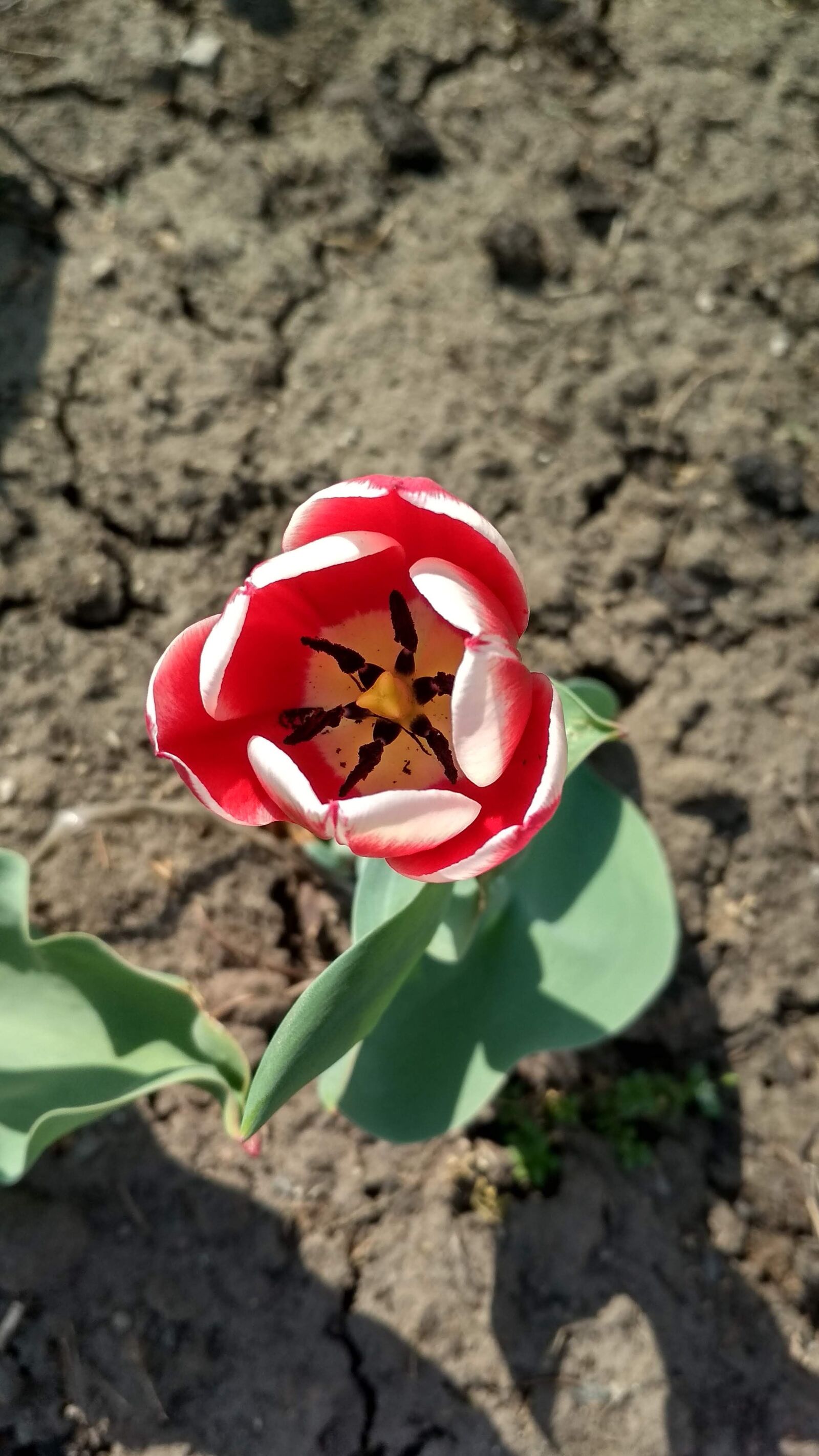 Xiaomi Redmi 4X sample photo. Crack, flower, blossom photography