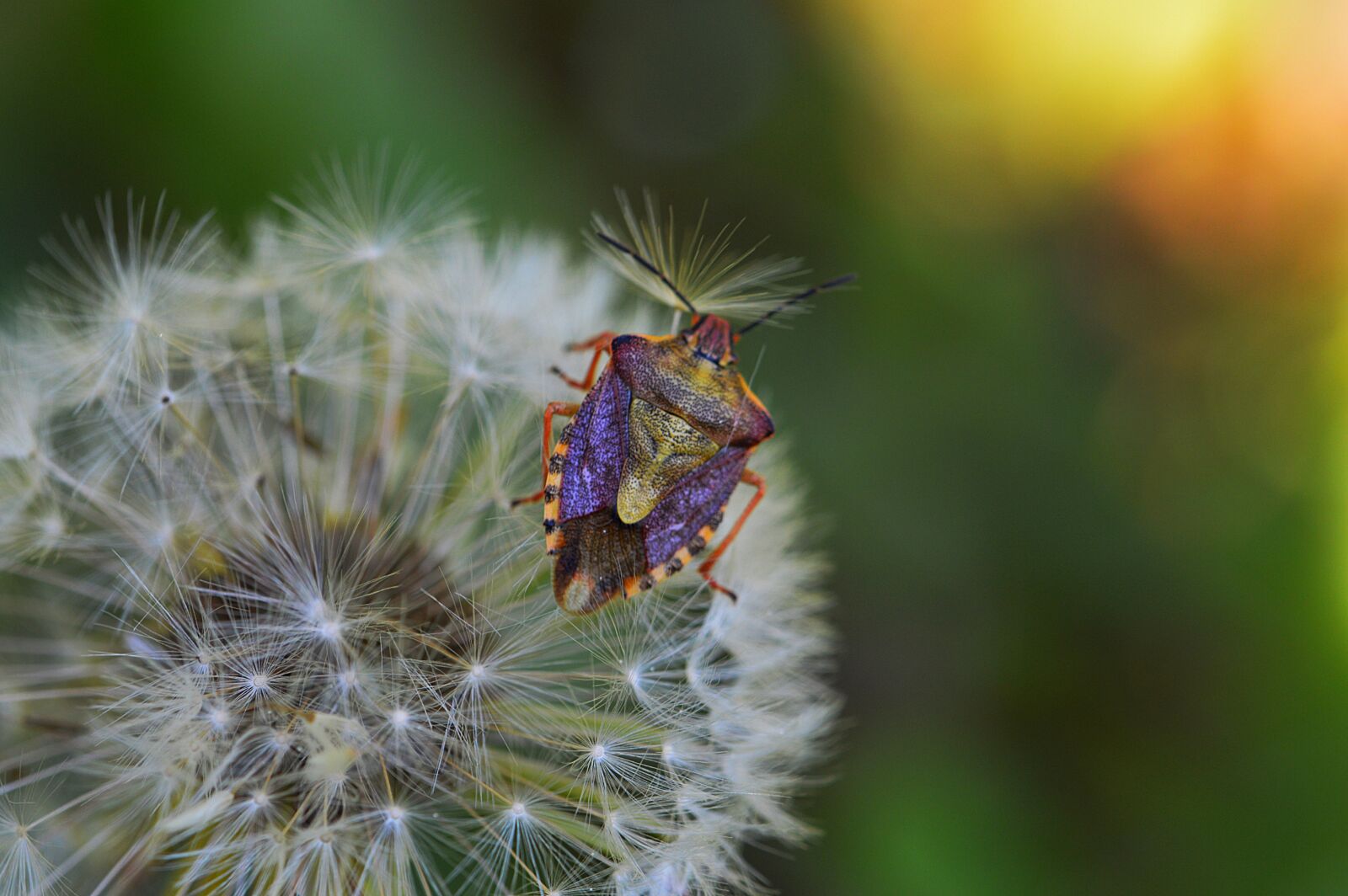 Nikon D3200 sample photo. Beetle, insect, dandelion photography