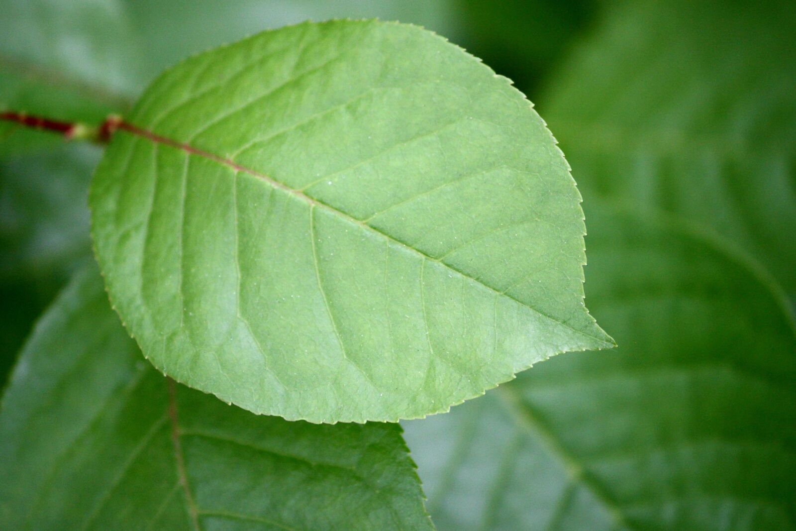 Canon EOS 1000D (EOS Digital Rebel XS / EOS Kiss F) + f/4-5.6 IS II sample photo. Green leaf, vegetation photography
