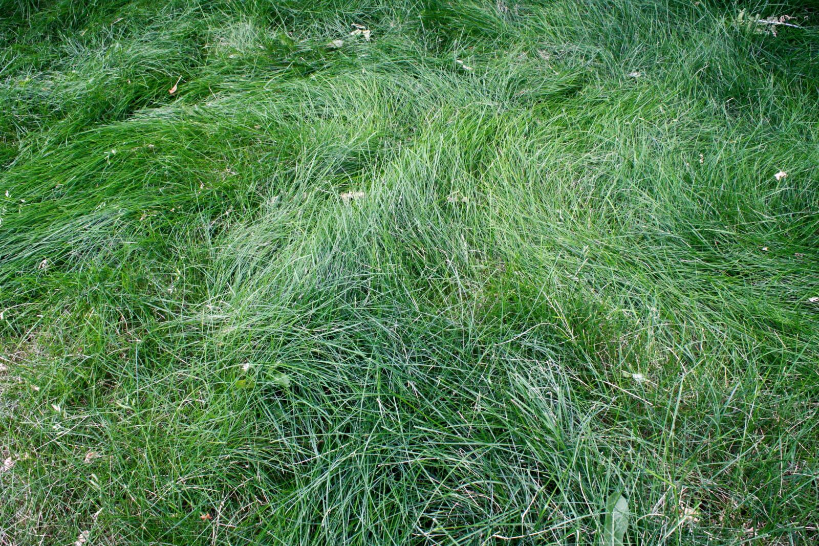 f/3.5-5.6 IS sample photo. Meadow, herb, field, plant photography