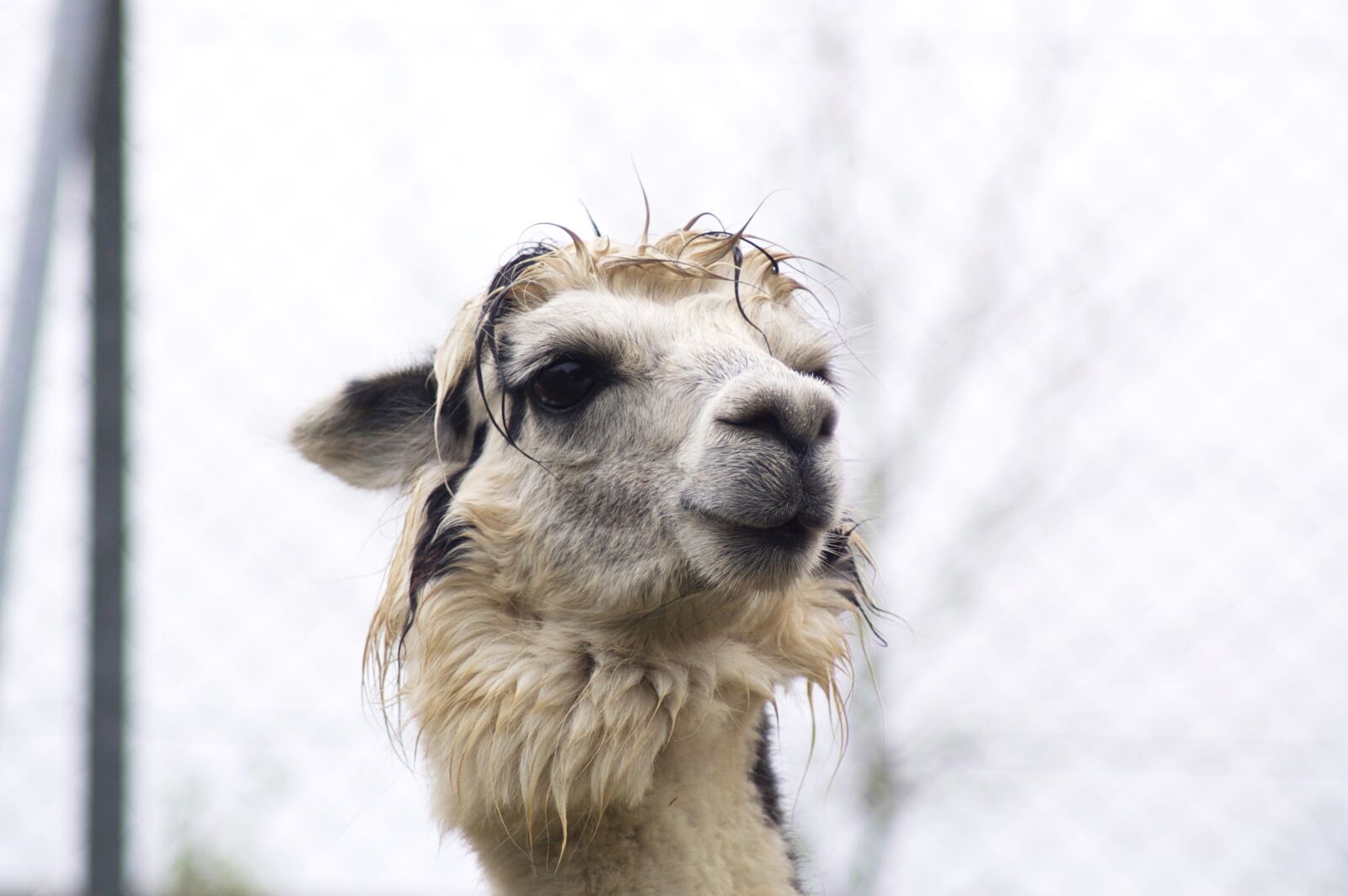 Nikon D40 sample photo. Lama, animals, alpaca photography