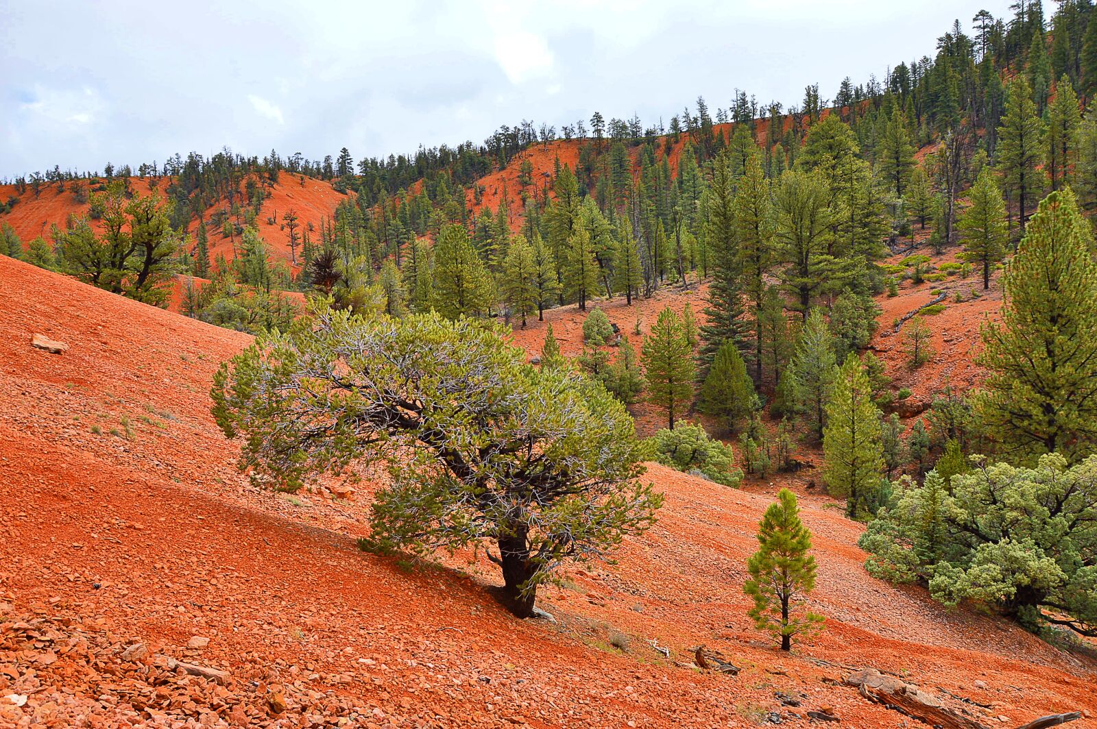 Nikon D3200 sample photo. Usa, red canyon, landscape photography