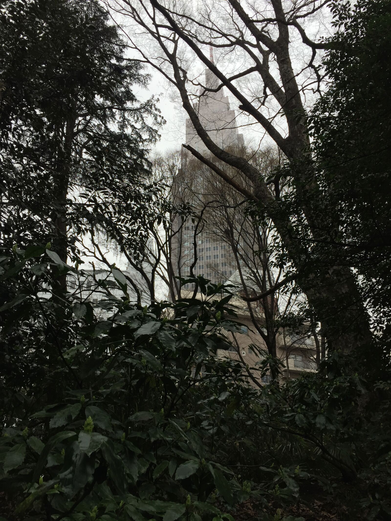 iPhone 6 back camera 4.15mm f/2.2 sample photo. Tokyo, park, japan photography