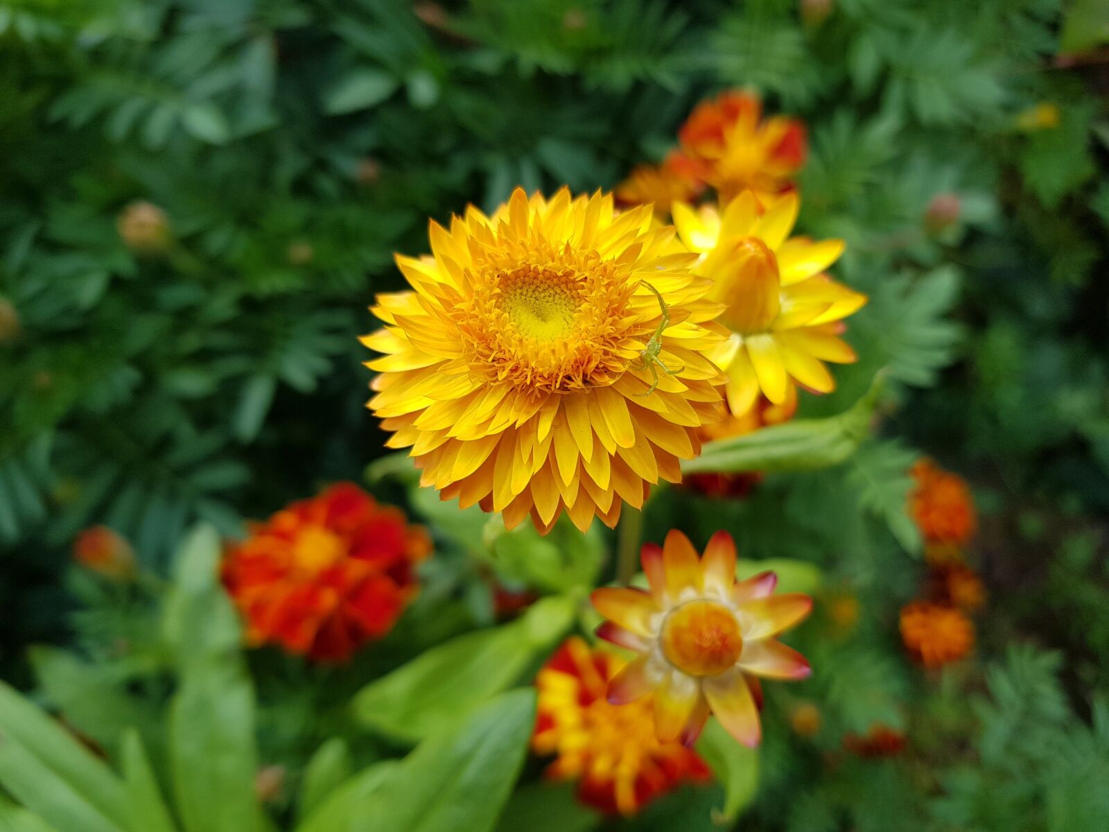 Samsung Galaxy S8 sample photo. Fall flowers, straw flower photography