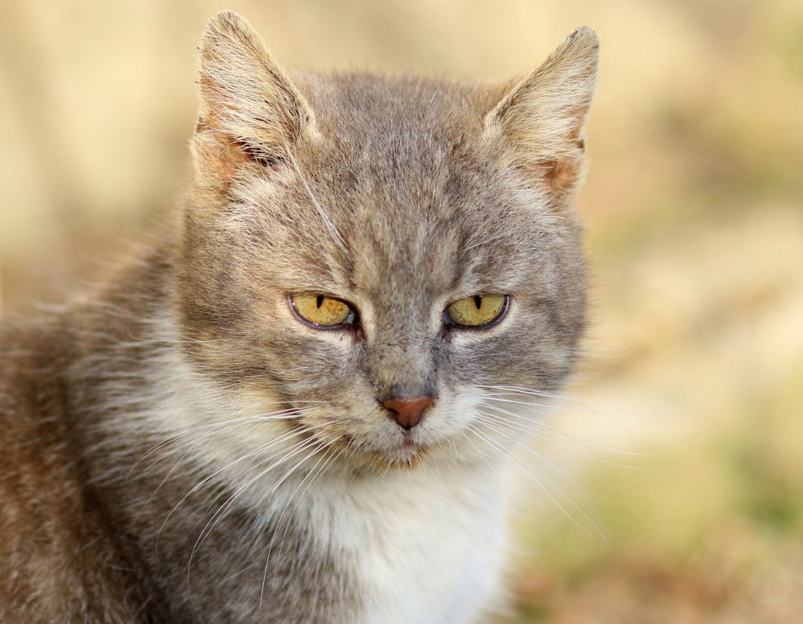 Canon EF 85mm F1.8 USM sample photo. Cat, white, gray photography