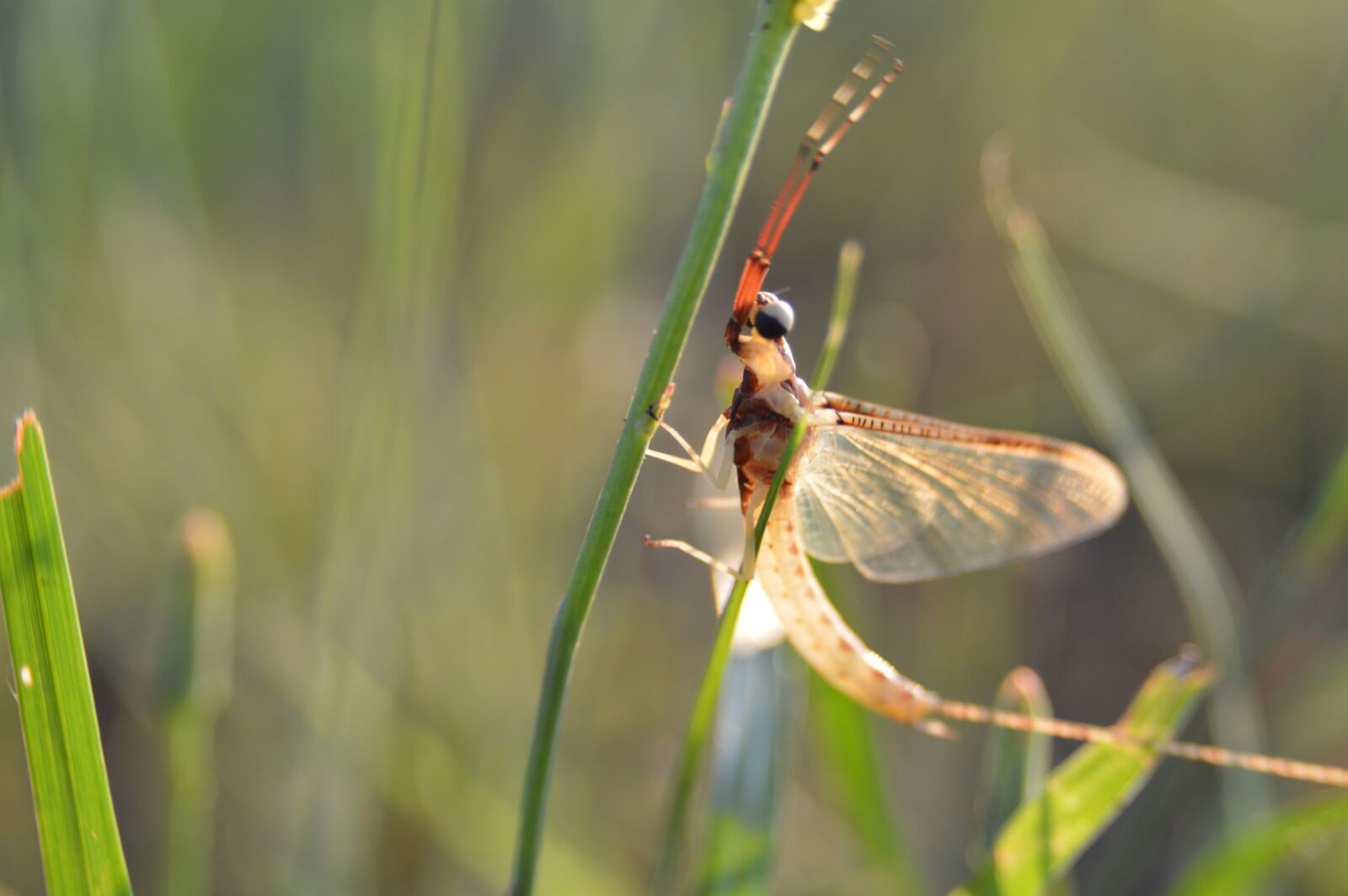 Nikon D3200 sample photo. Summer, macro, bug photography