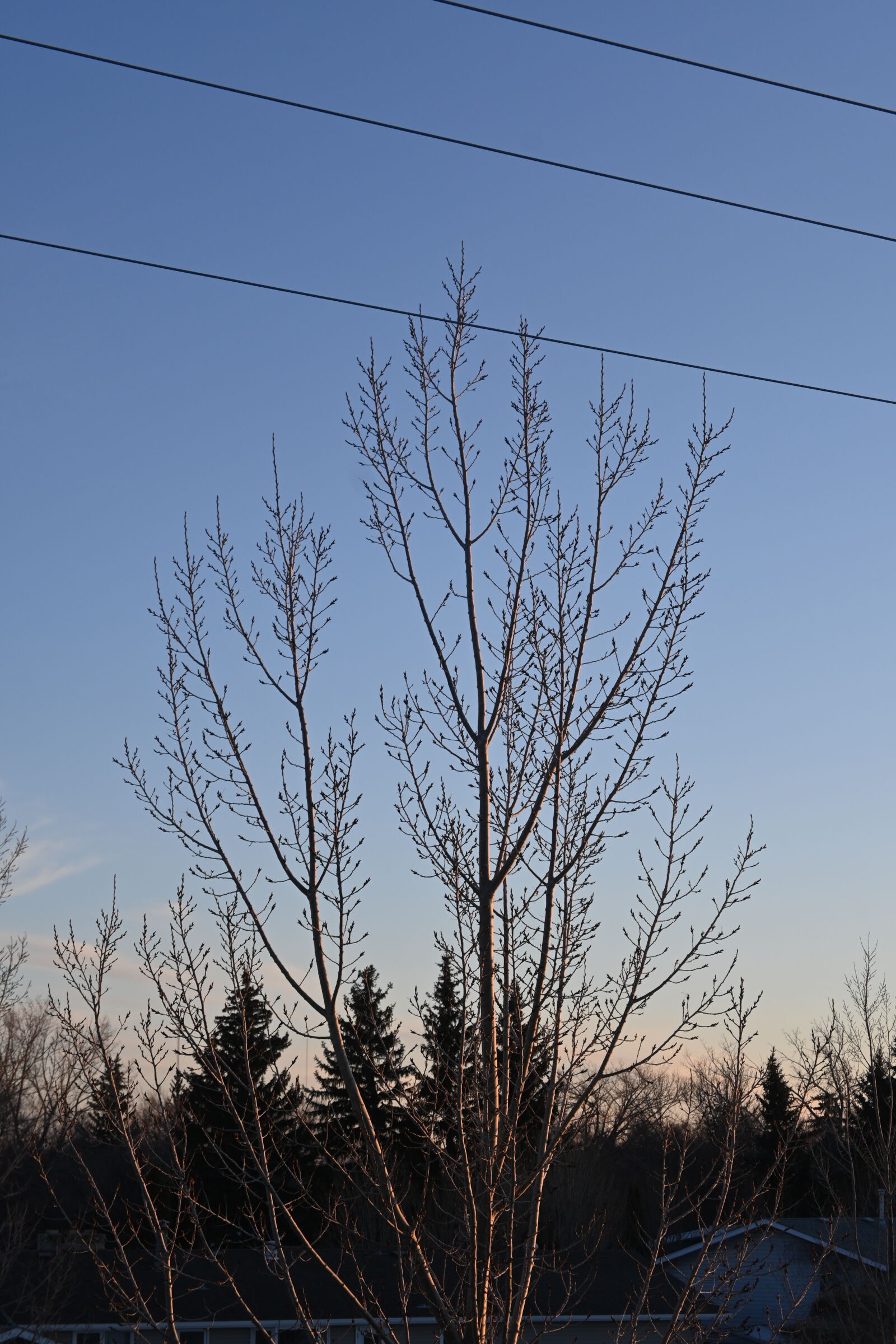 Nikon Z 50 sample photo