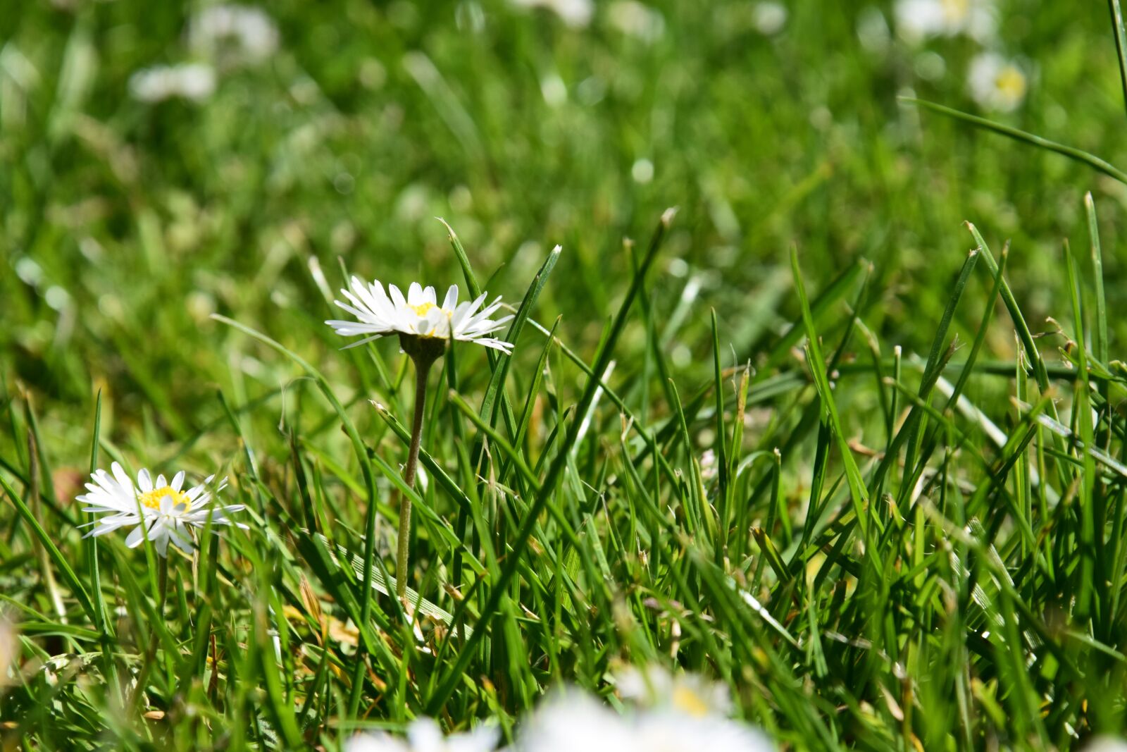 Nikon D5300 sample photo. Nature, grass, landscape photography