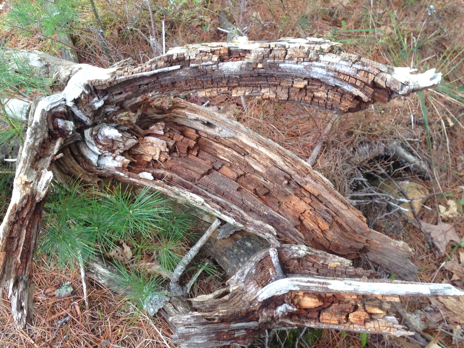iPhone 4S back camera 4.28mm f/2.4 sample photo. Rotted, old, stump photography