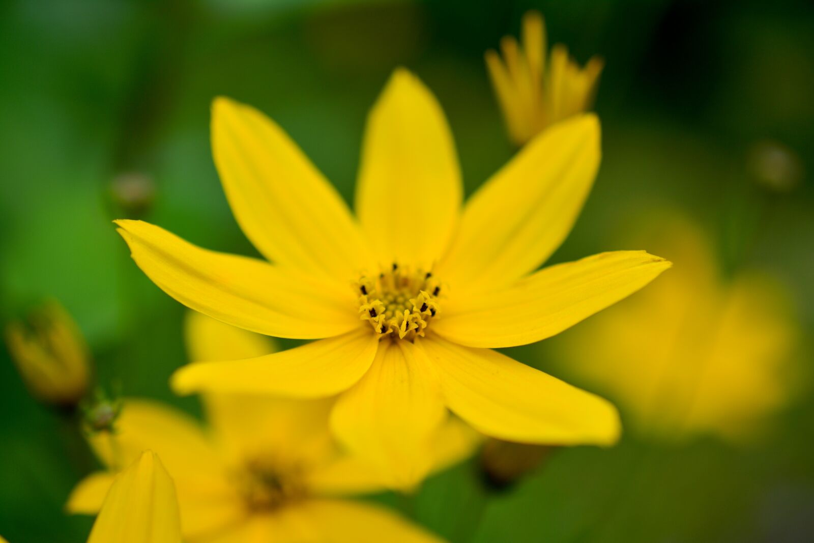 Nikon D5200 sample photo. M dchenauge, coreopsis verticillata photography