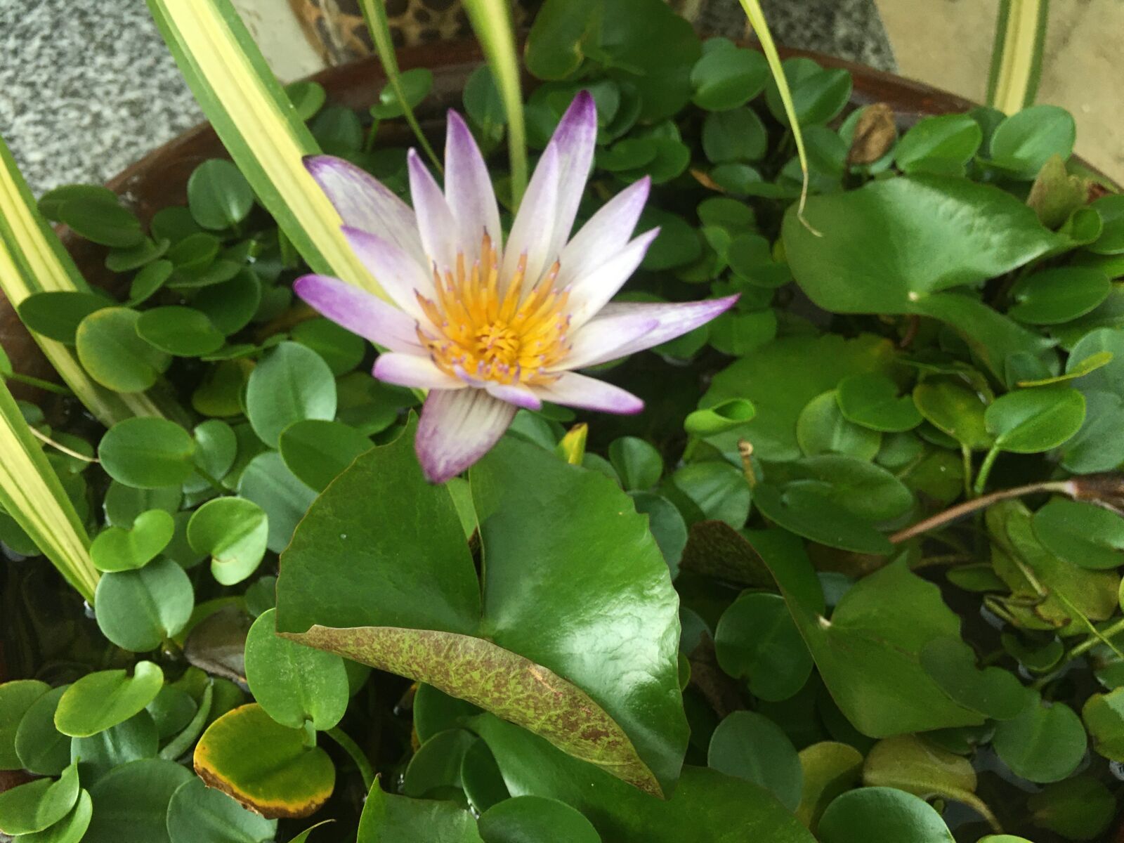 iPhone 6s Plus back camera 4.15mm f/2.2 sample photo. Flowers, landscapes, aquatic plants photography