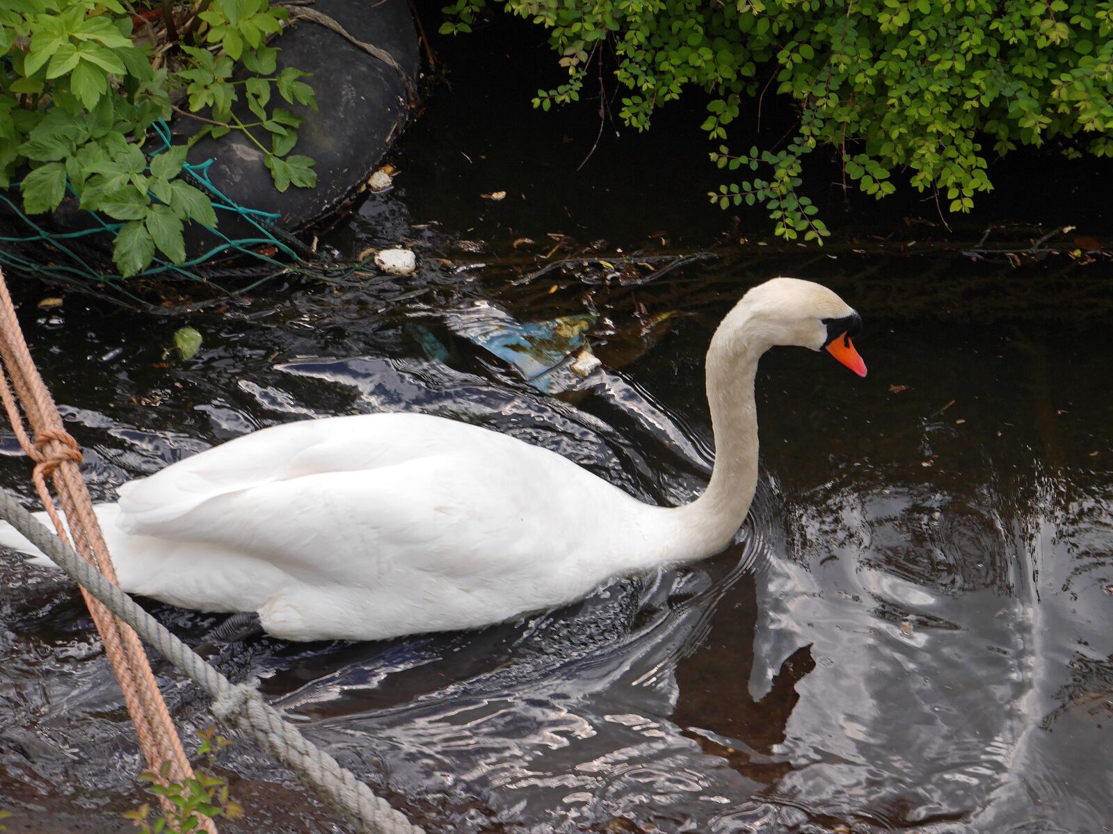 Panasonic Lumix DMC-GF6 sample photo. Swan, white swan, nature photography