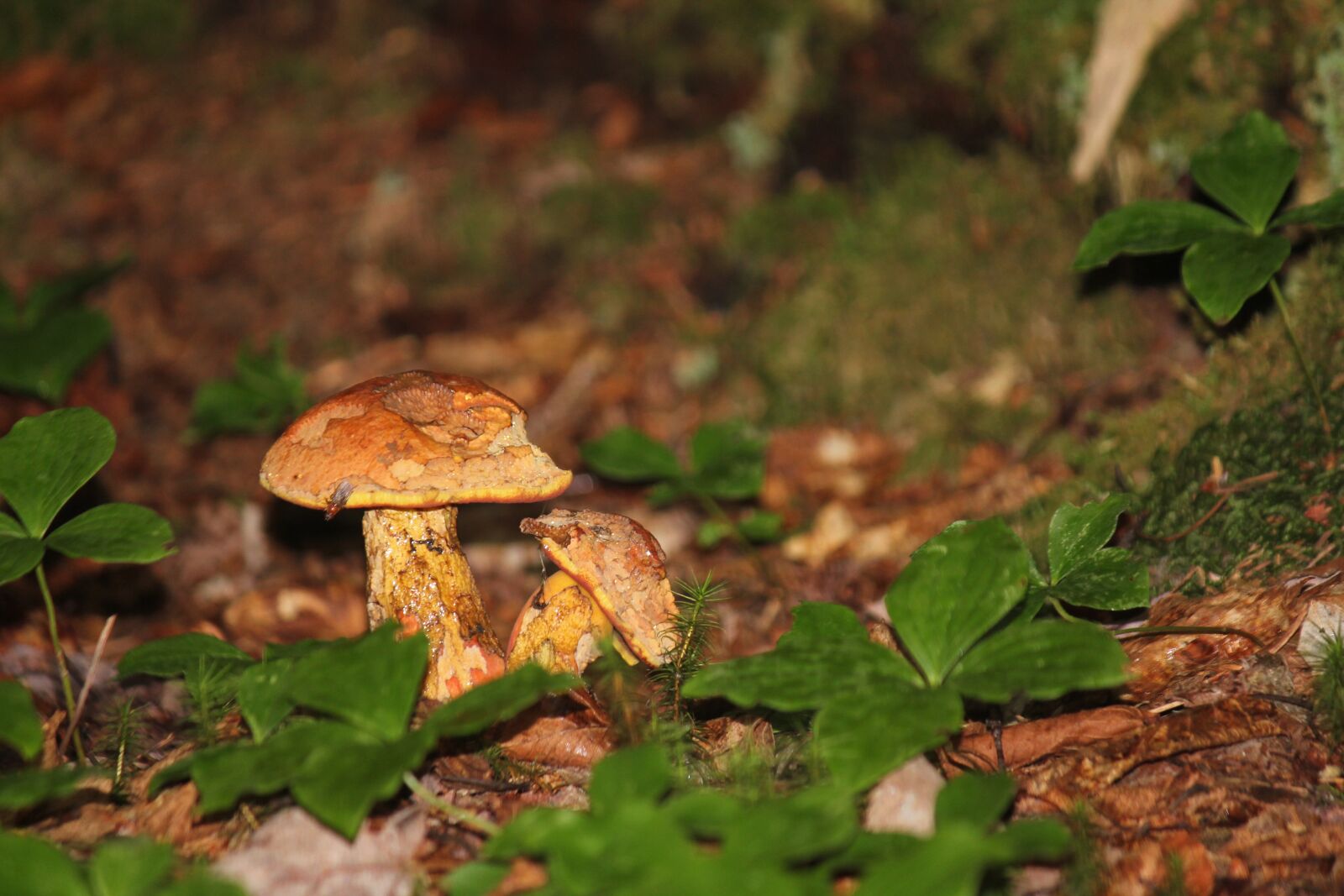 Canon EOS 550D (EOS Rebel T2i / EOS Kiss X4) sample photo. Mushrooms, fungi, toadstool photography