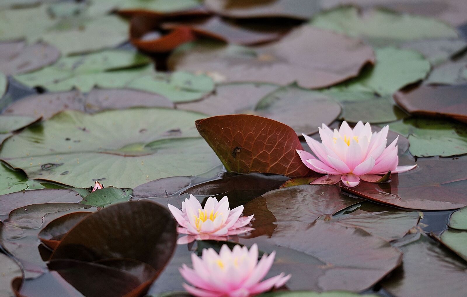 Nikon D60 sample photo. Waterlilies, water, water lilies photography