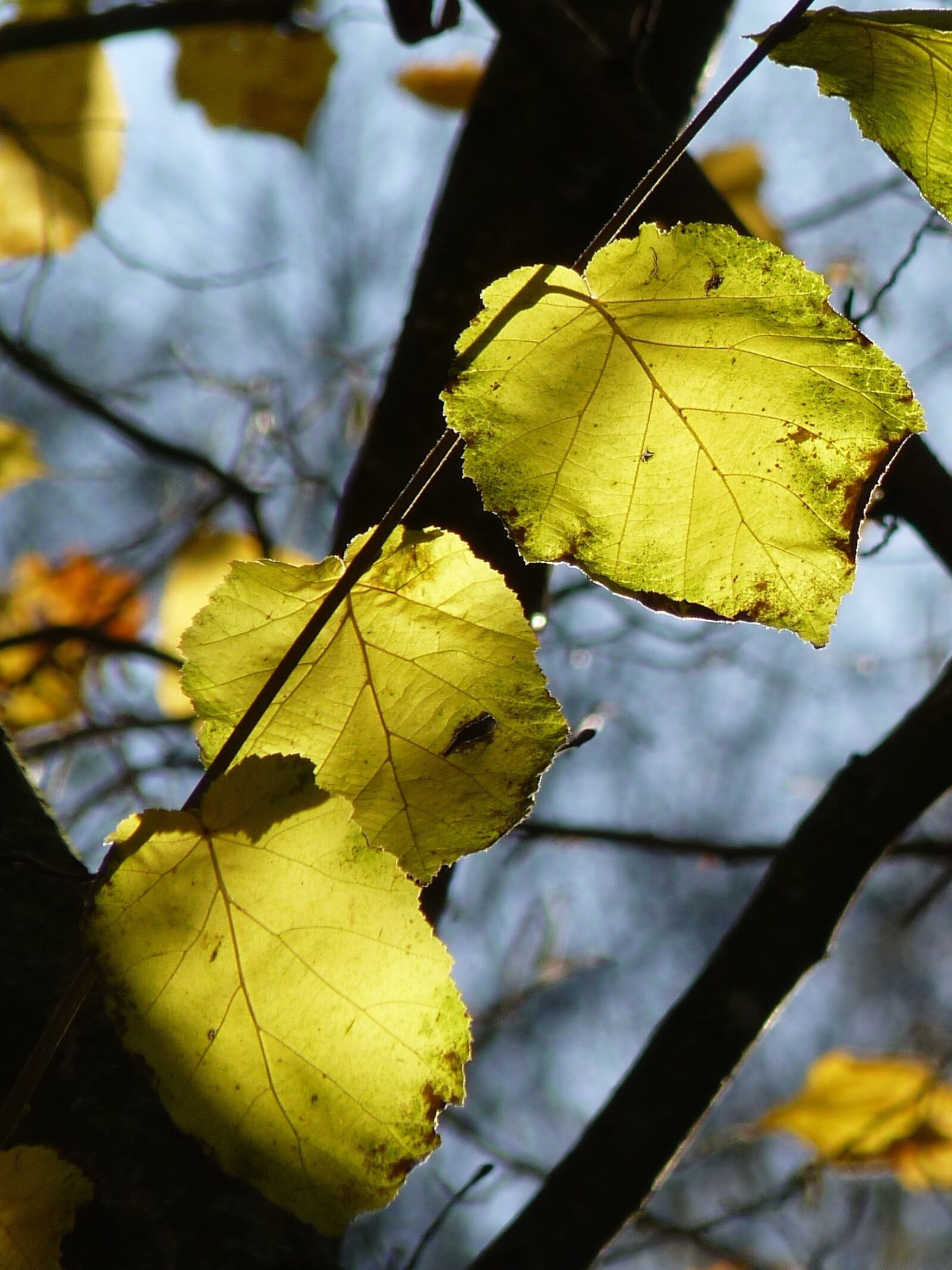 Panasonic Lumix DMC-FZ35 (Lumix DMC-FZ38) sample photo. Leaf, tree, autumn photography