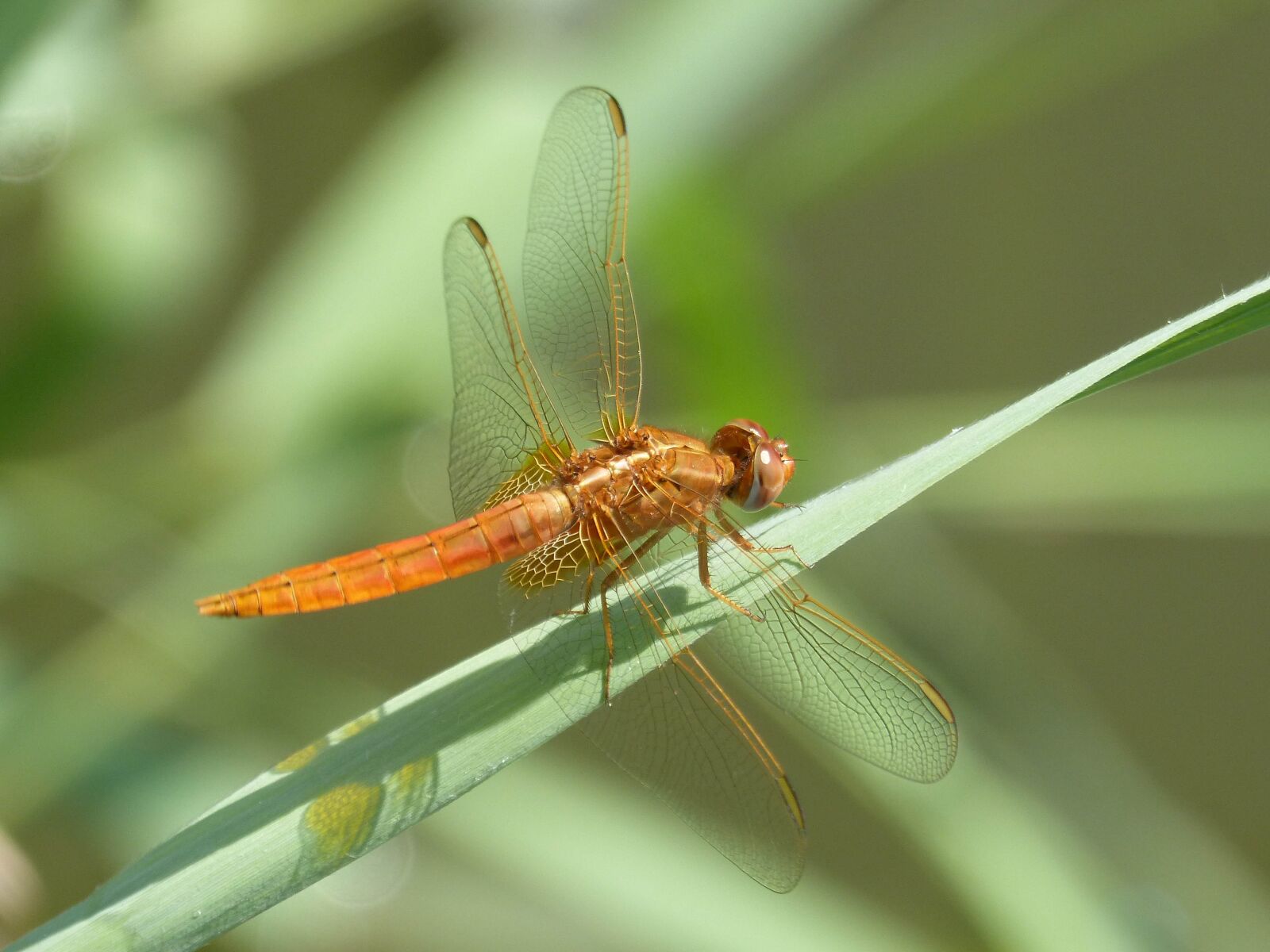 Panasonic DMC-FZ62 sample photo. Dragonfly, lib ula golden photography