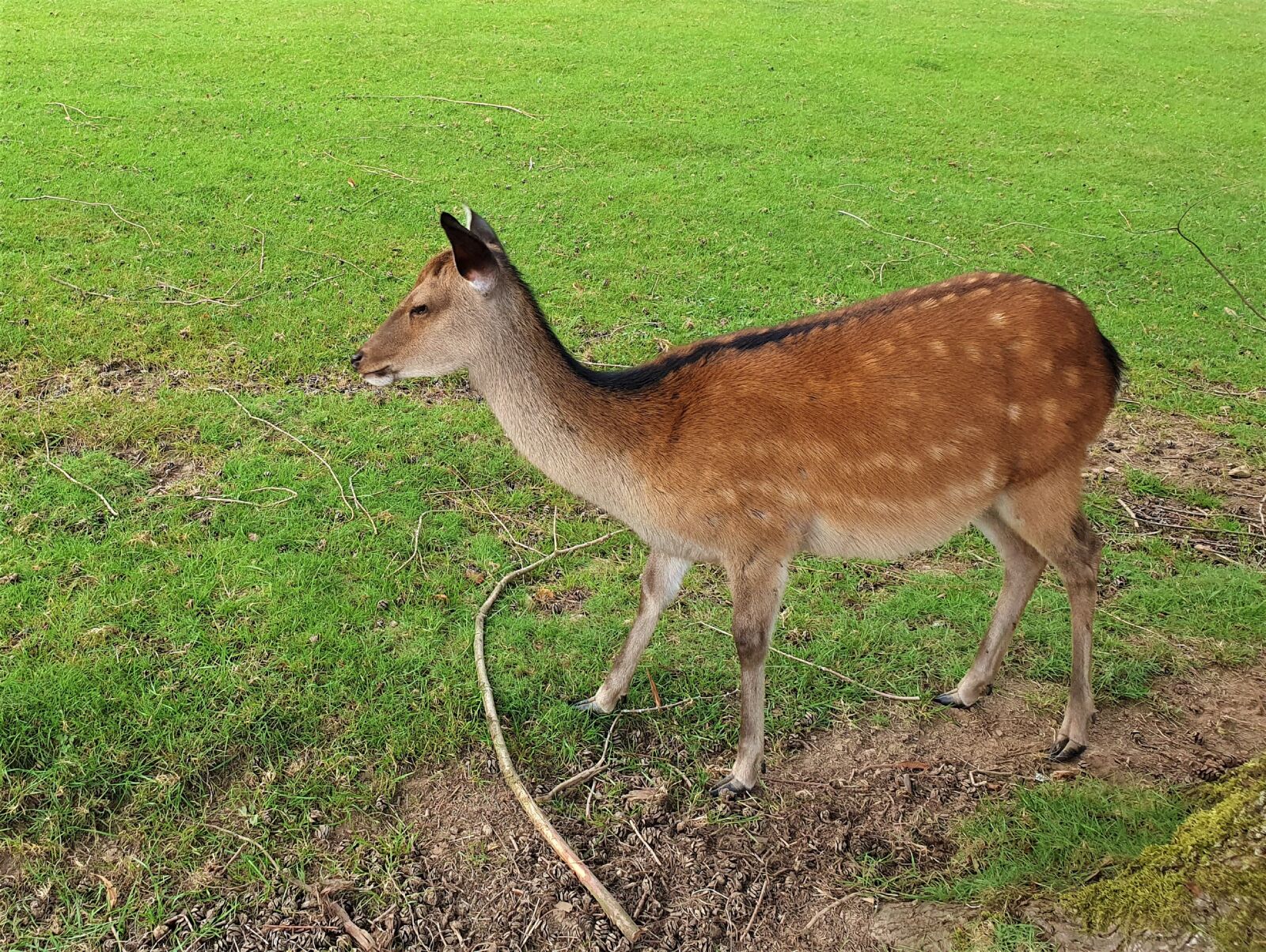 Samsung Galaxy S10+ sample photo. Fallow deer, female, fur photography