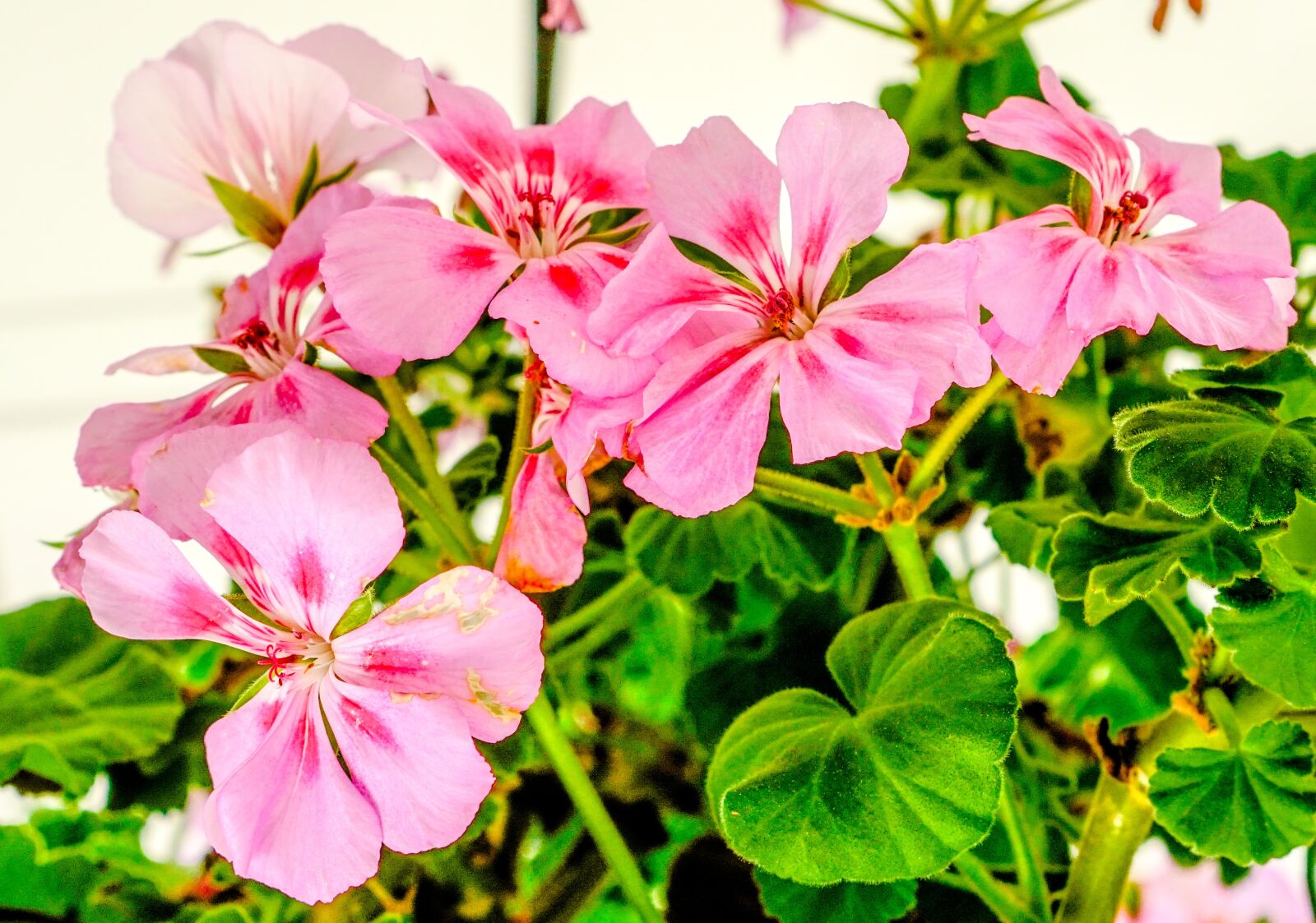 Sony a6300 sample photo. Flowers, pink, leaves photography