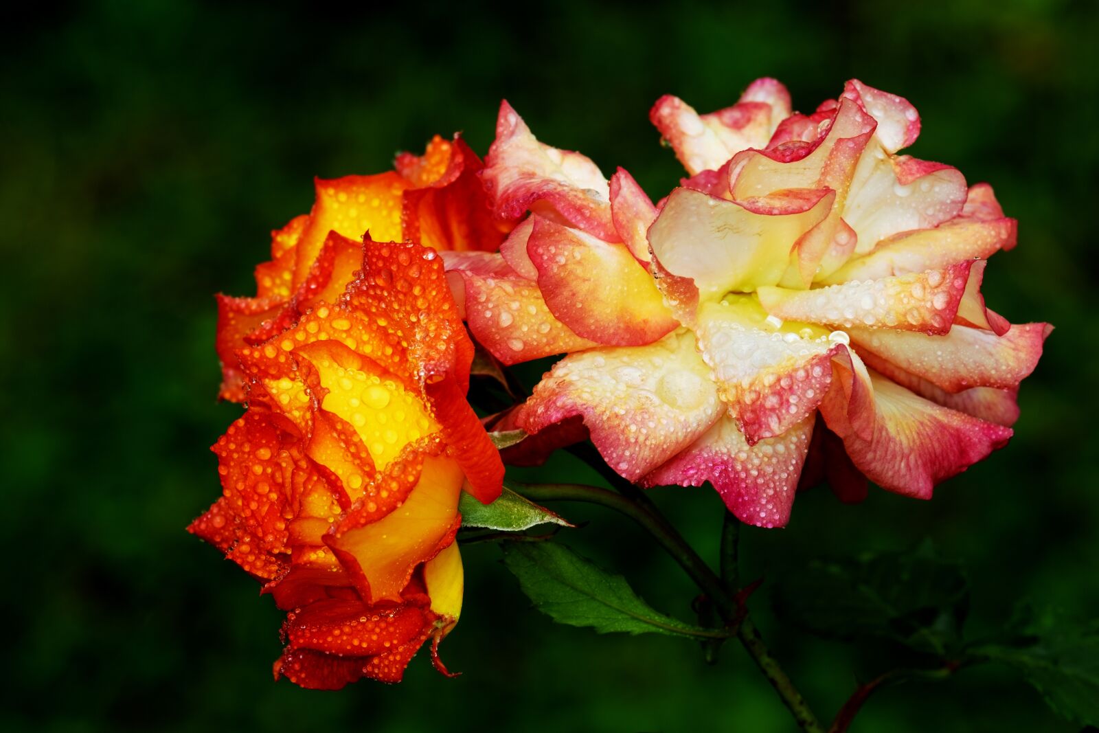 Fujifilm XF 55-200mm F3.5-4.8 R LM OIS sample photo. Roses, bloom, flower photography