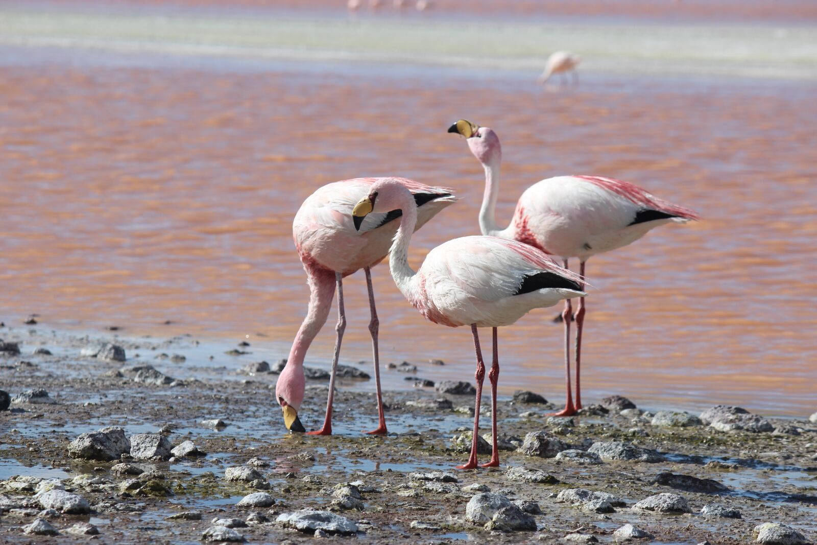 Canon EOS 600D (Rebel EOS T3i / EOS Kiss X5) sample photo. Flamingos, lake, atacama photography