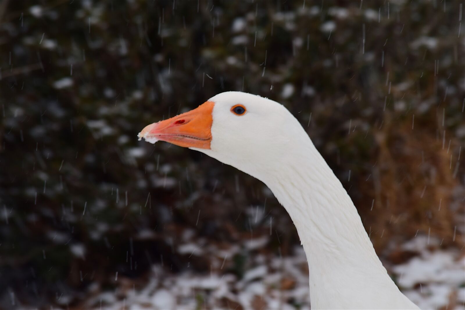 Nikon D3300 sample photo. Goose, snow, winter photography