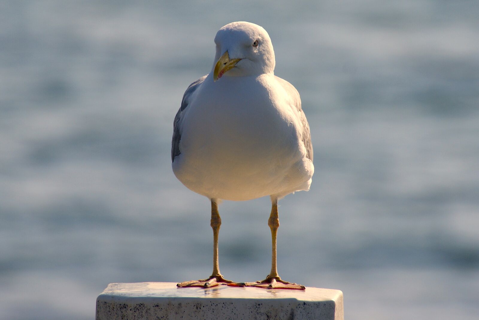 Sony Alpha DSLR-A350 sample photo. Gull, bird, birds photography