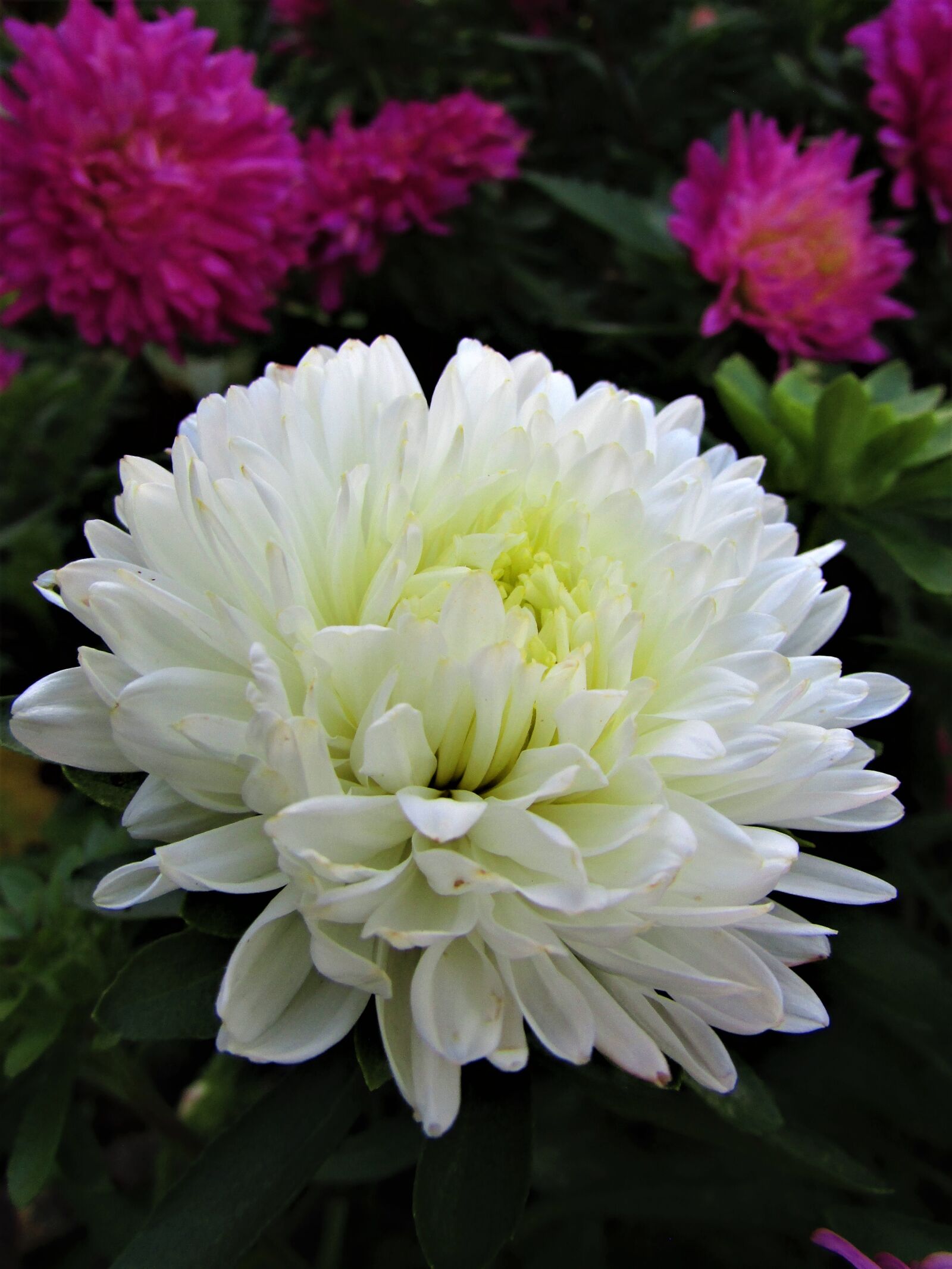 Canon PowerShot SX400 IS sample photo. Flower, white, flower photography