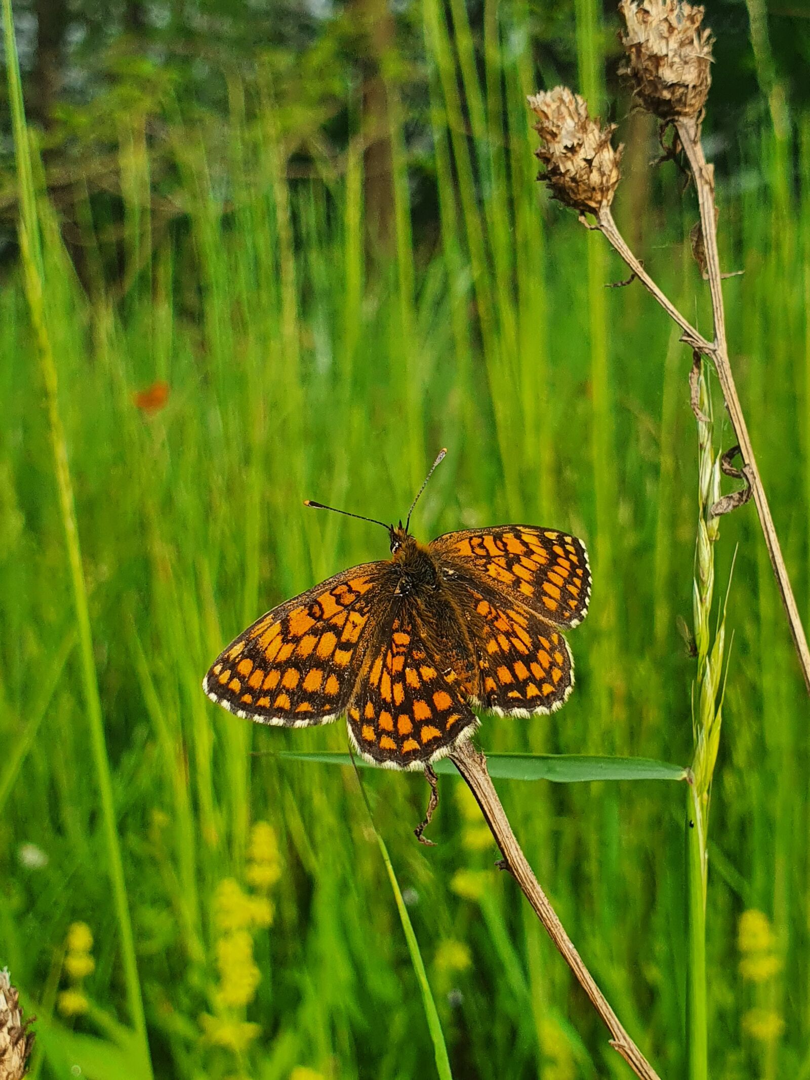 Samsung Galaxy S10 sample photo. Nature, butterfly, insect photography