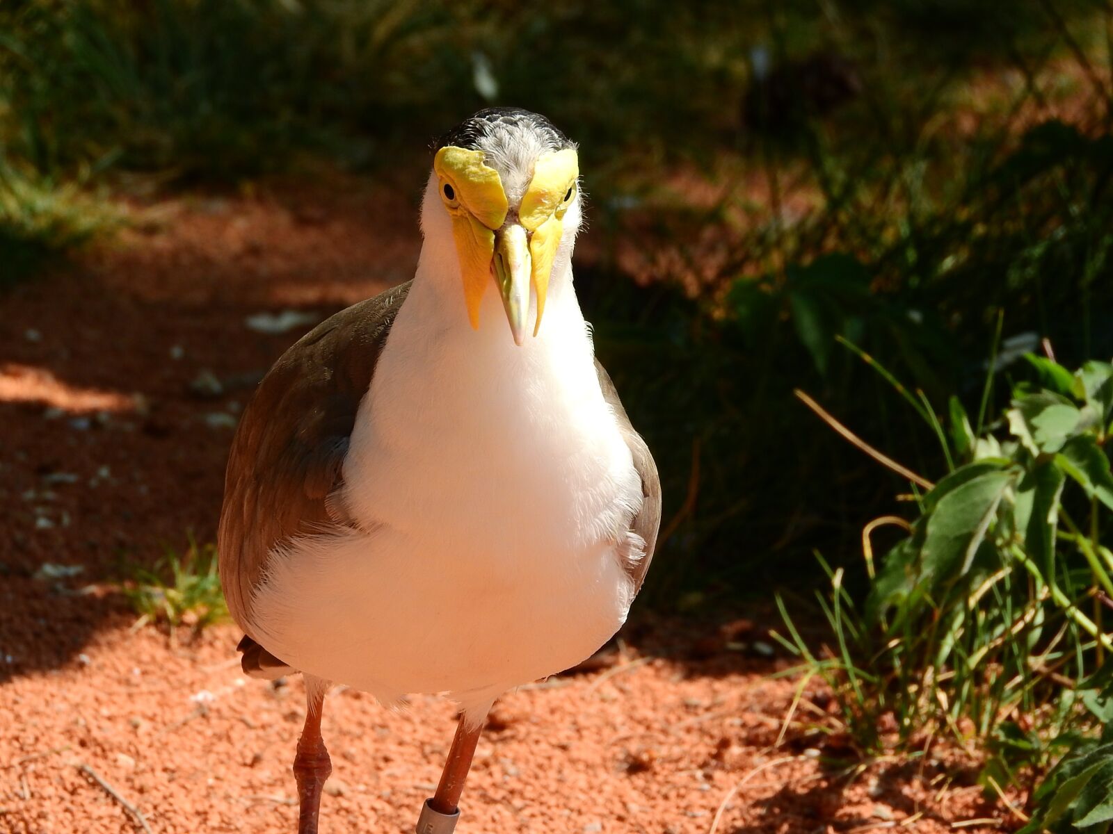 Nikon Coolpix P610 sample photo. Lapwing australian, vanellus miles photography