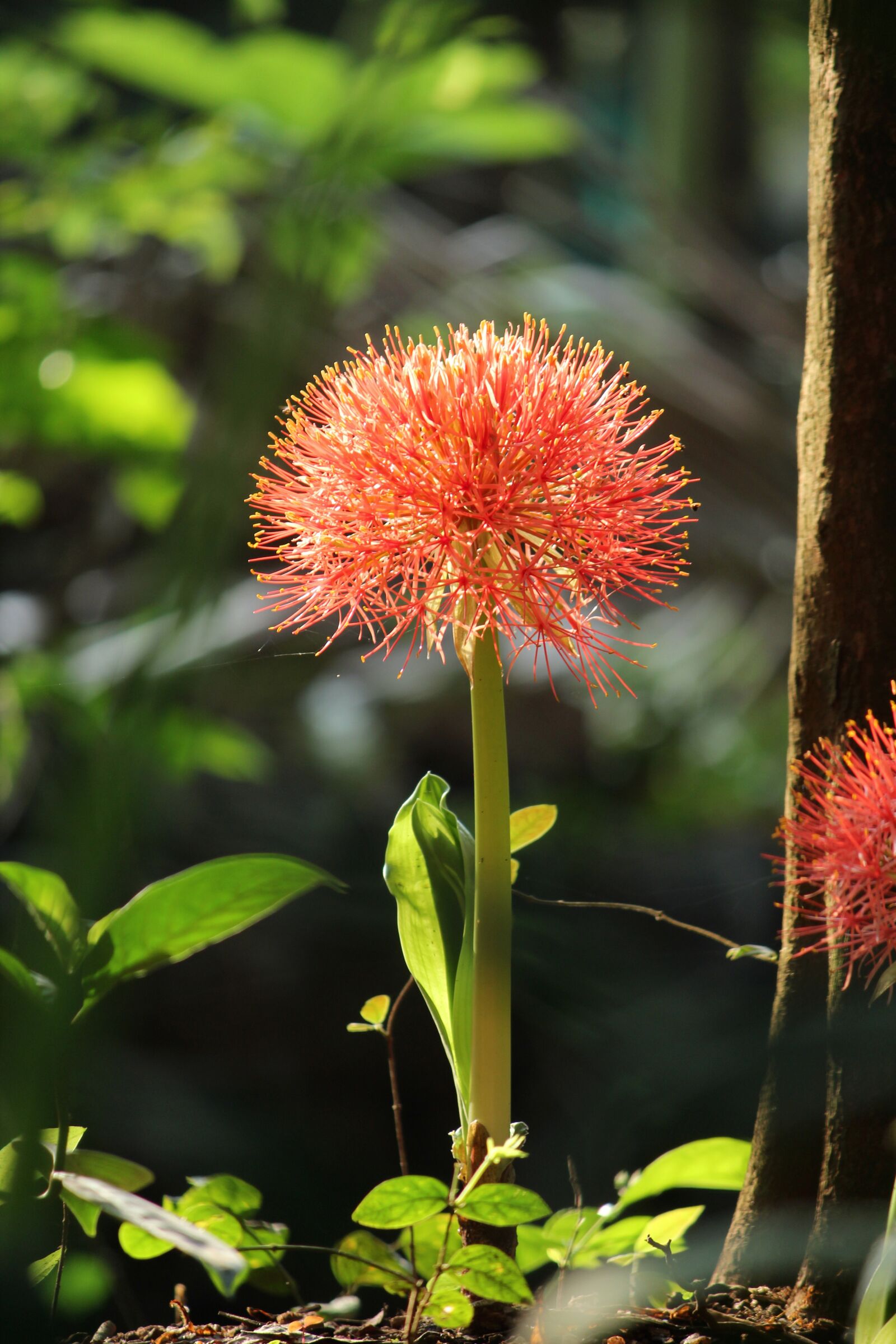 Canon EOS 1300D (EOS Rebel T6 / EOS Kiss X80) sample photo. Kerala, india, flower photography