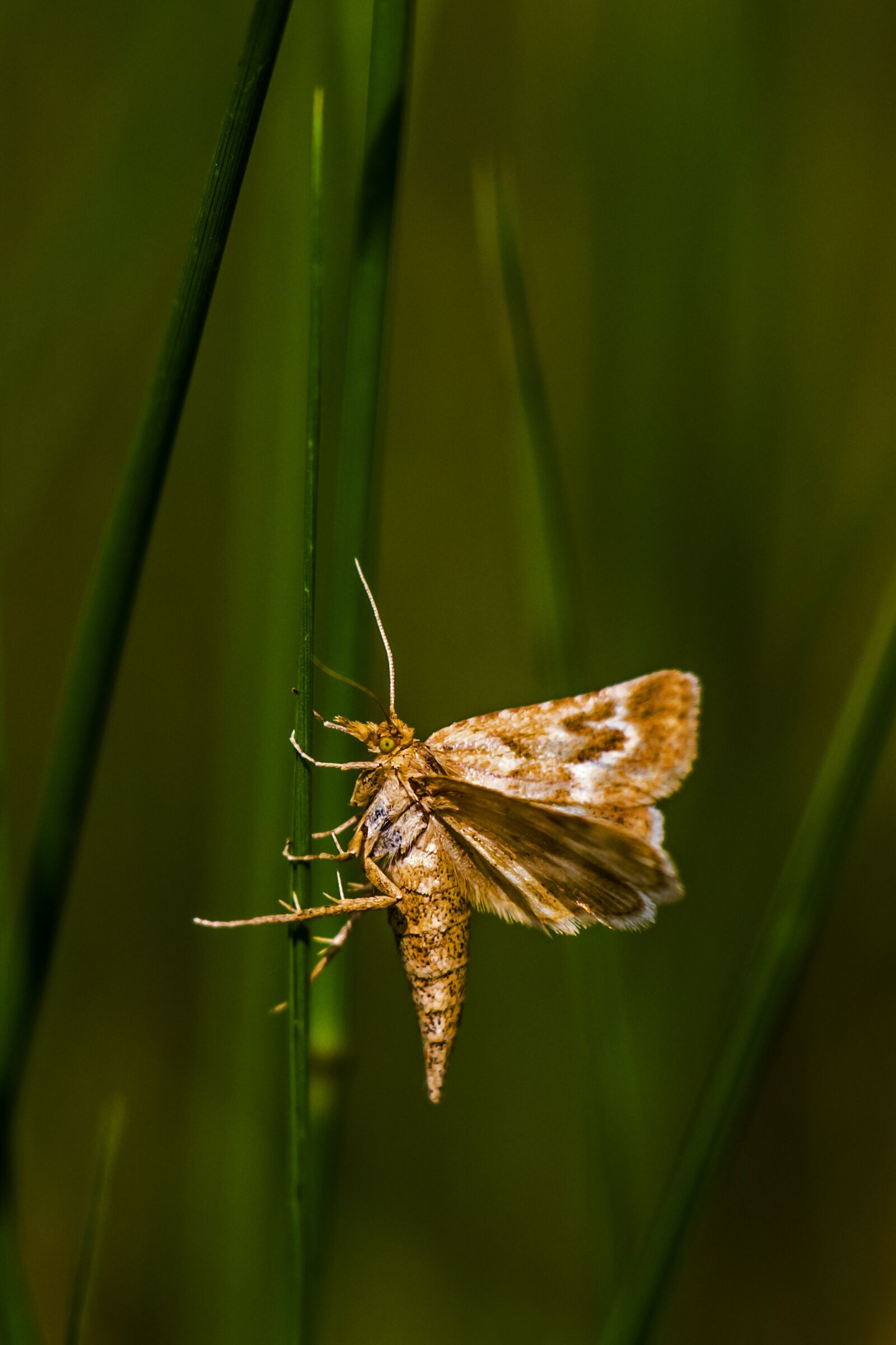 Canon EOS 650D (EOS Rebel T4i / EOS Kiss X6i) sample photo. Butterfly, nature, insect photography