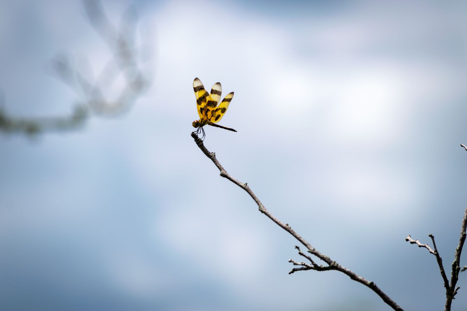 Nikon D3300 sample photo. Dragonfly, insect, nature photography