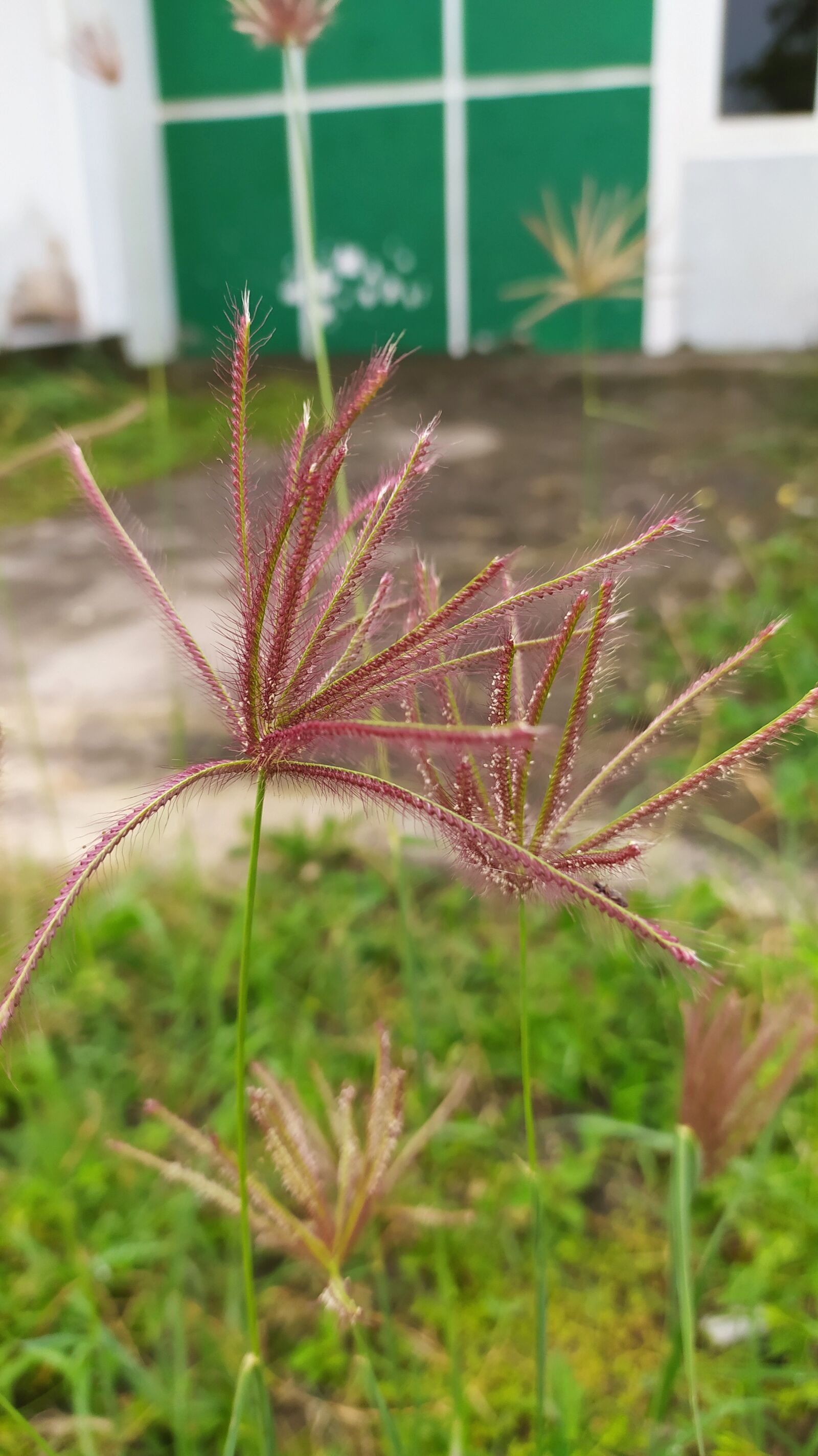 Xiaomi Redmi Note 8 sample photo. Flowers, plant, shoots photography