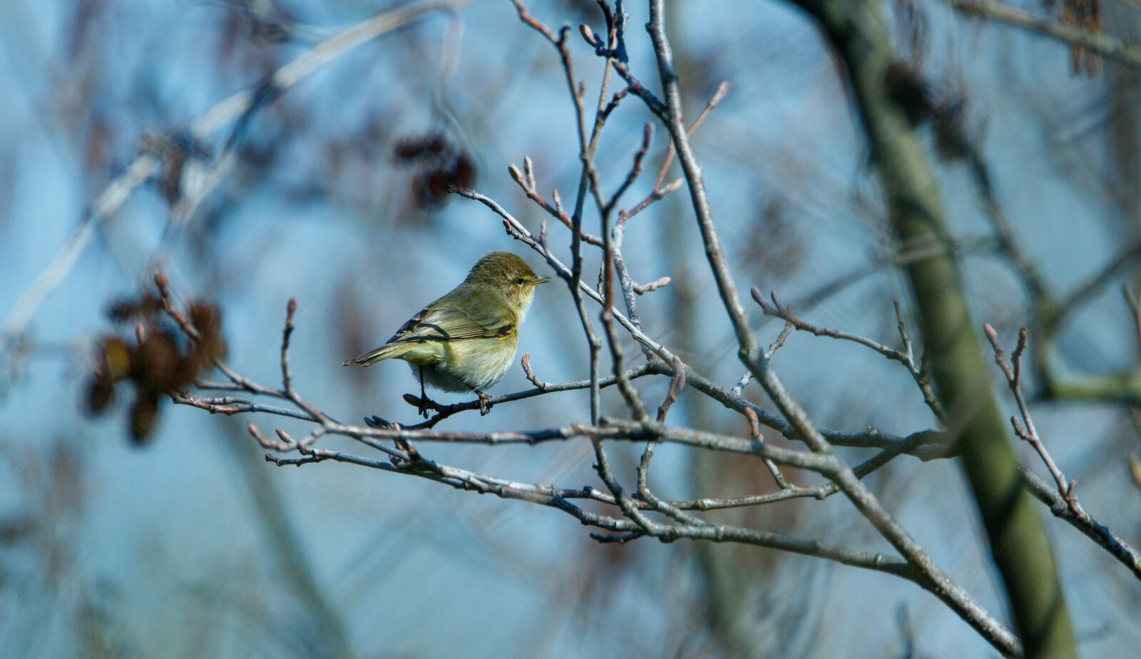 150-600mm F5-6.3 DG OS HSM | Contemporary 015 sample photo. Chiffchaff, branch, bird photography