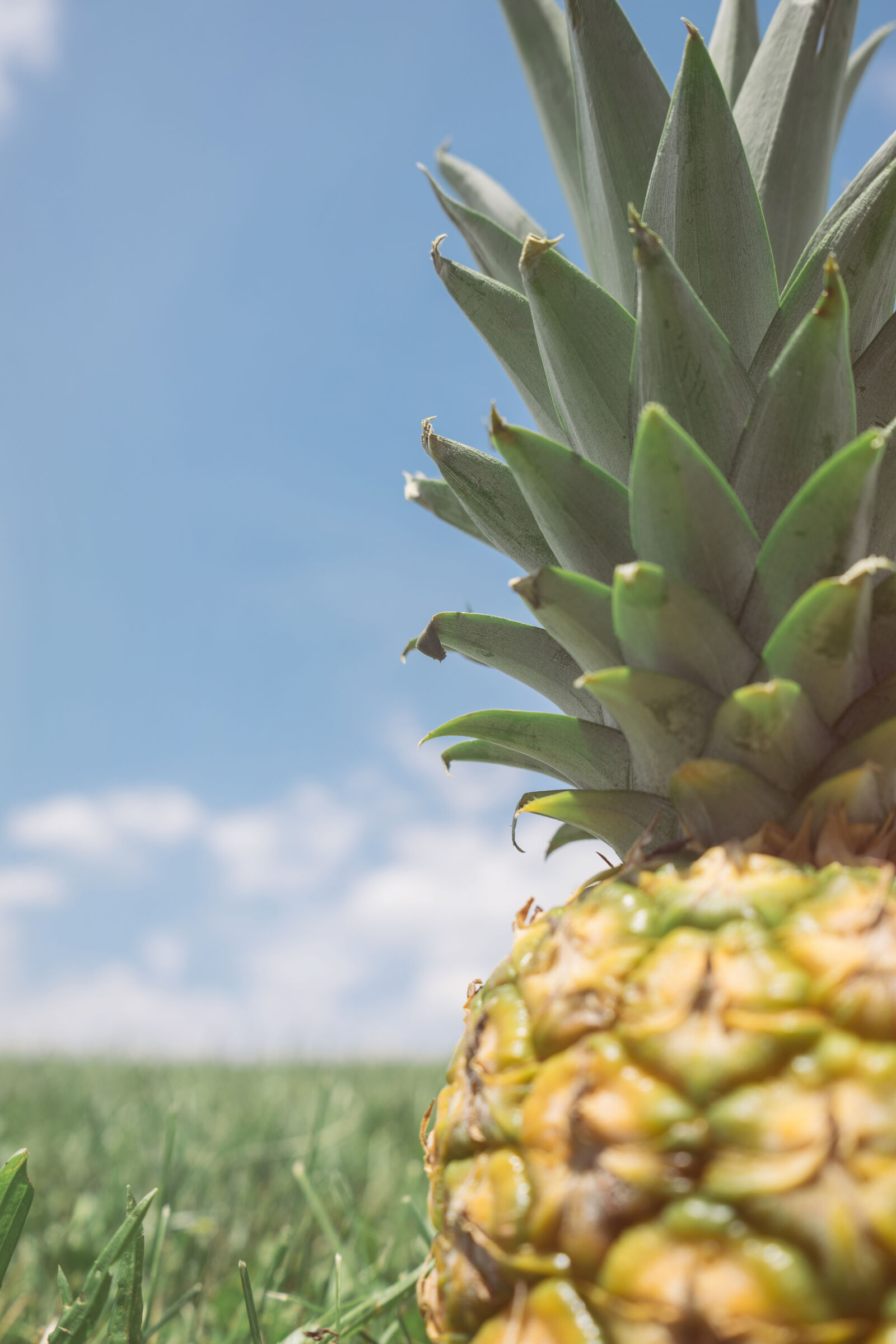 Sony a7 II + Sony FE 28-70mm F3.5-5.6 OSS sample photo. Blue, sky, fruit, grass photography
