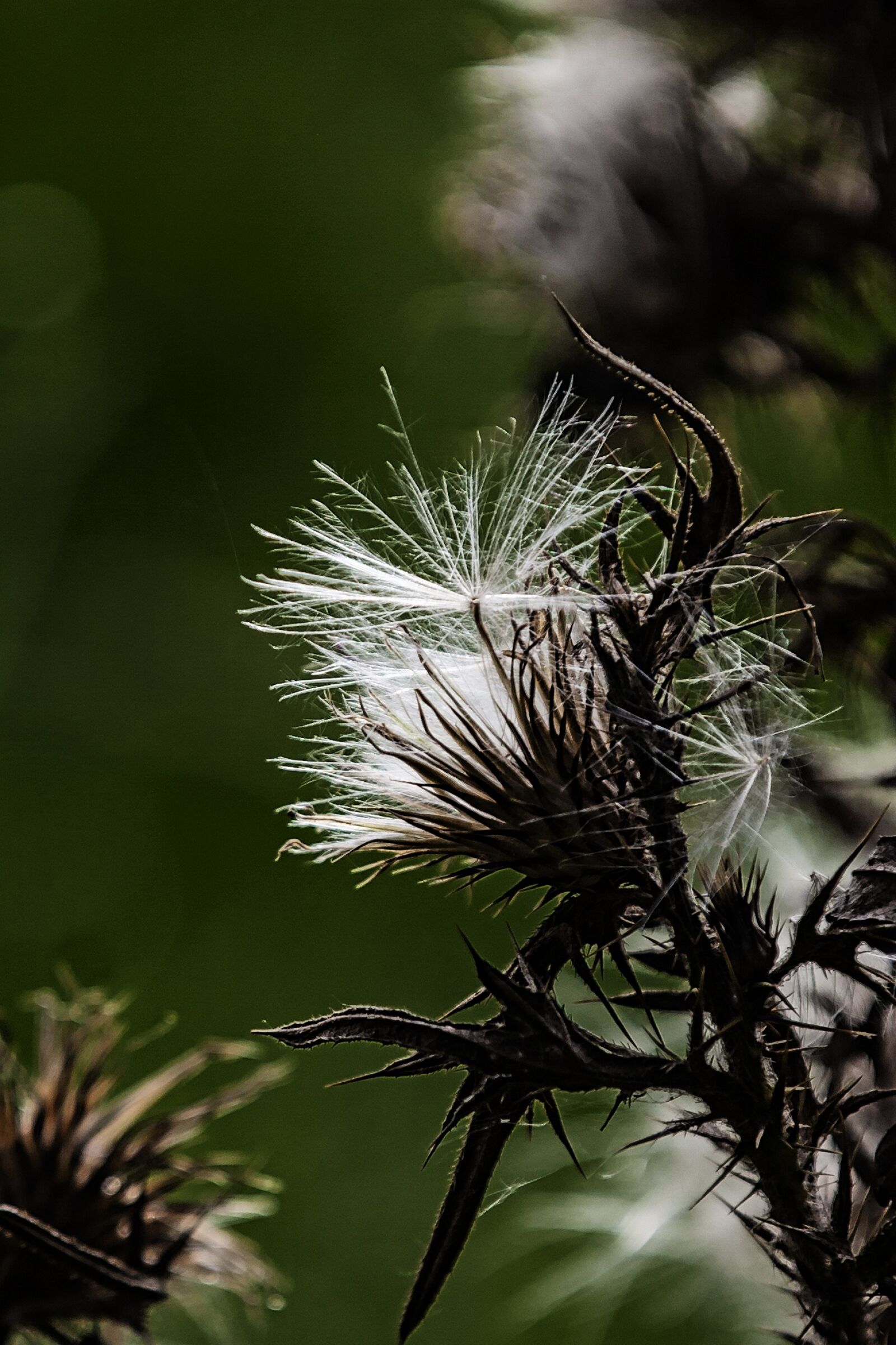 Canon EOS 5D Mark II + Canon EF 70-200mm F2.8L IS II USM sample photo. Thistle, white, silver thistle photography