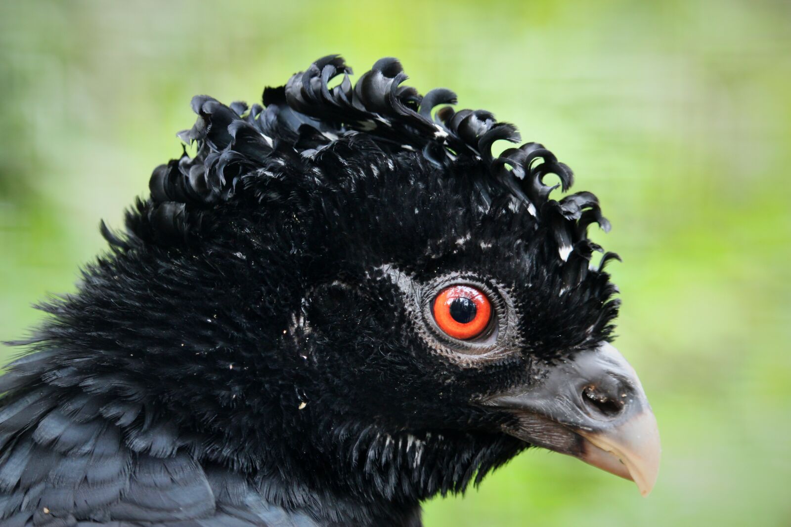 Canon EF-S 55-250mm F4-5.6 IS STM sample photo. Rotschnabelhokko, bird, animal photography