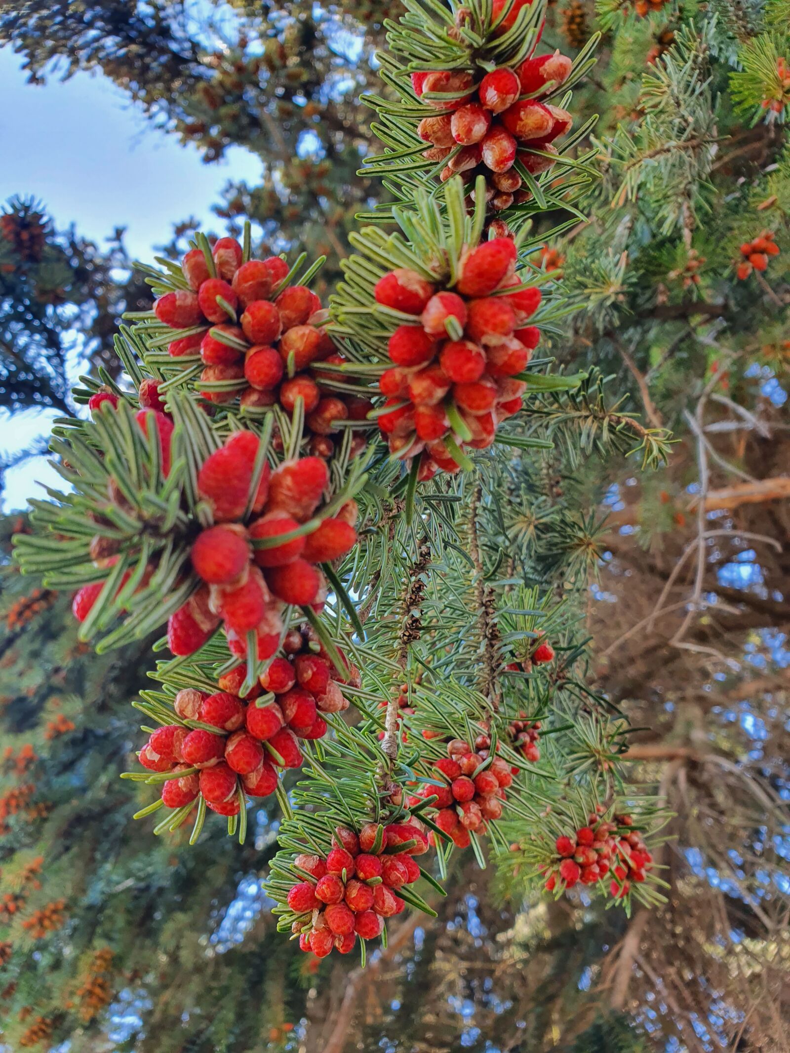 Samsung Galaxy S10e sample photo. Fir, tree, forest photography