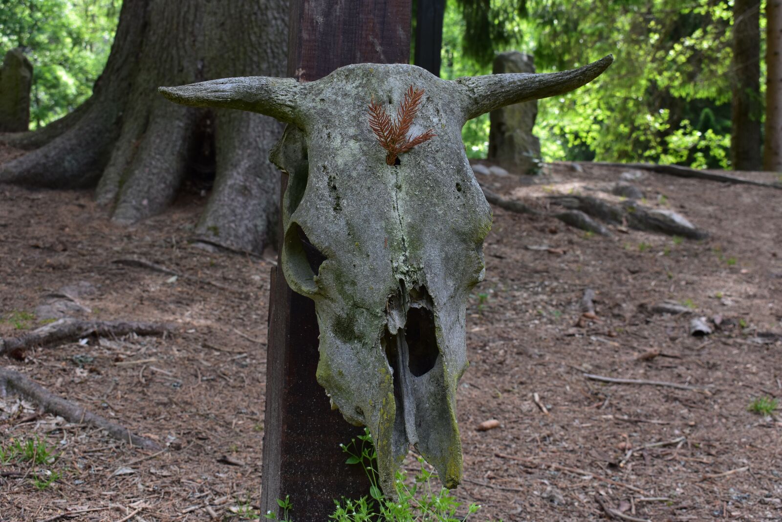 Nikon D3400 sample photo. Skull, death, bones photography