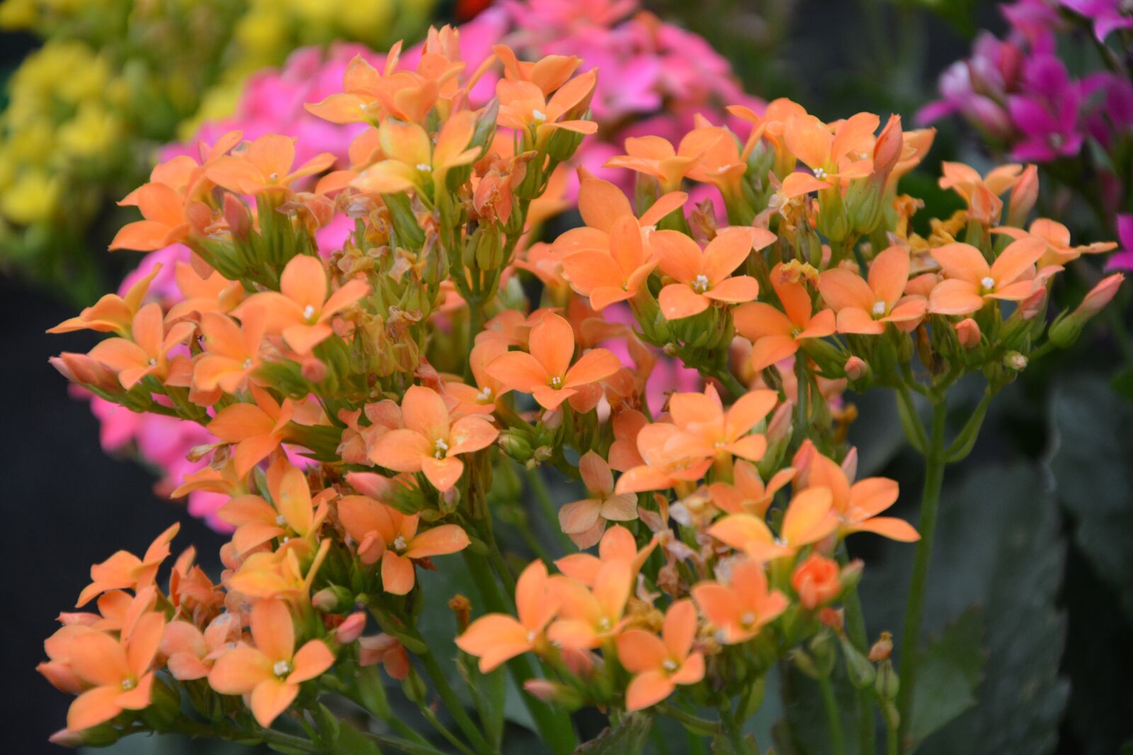 Nikon D5200 sample photo. Flowers orange, kalanchoe, flowers photography