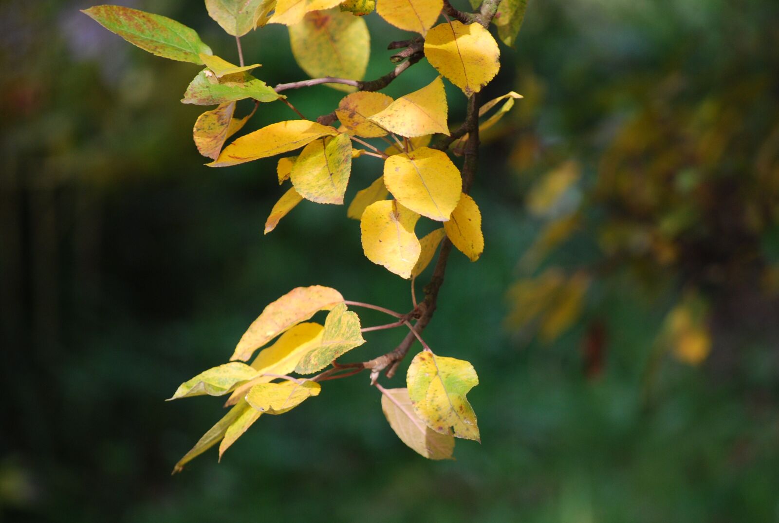 Nikon D40X sample photo. Leaves, autumn, autumn leaves photography