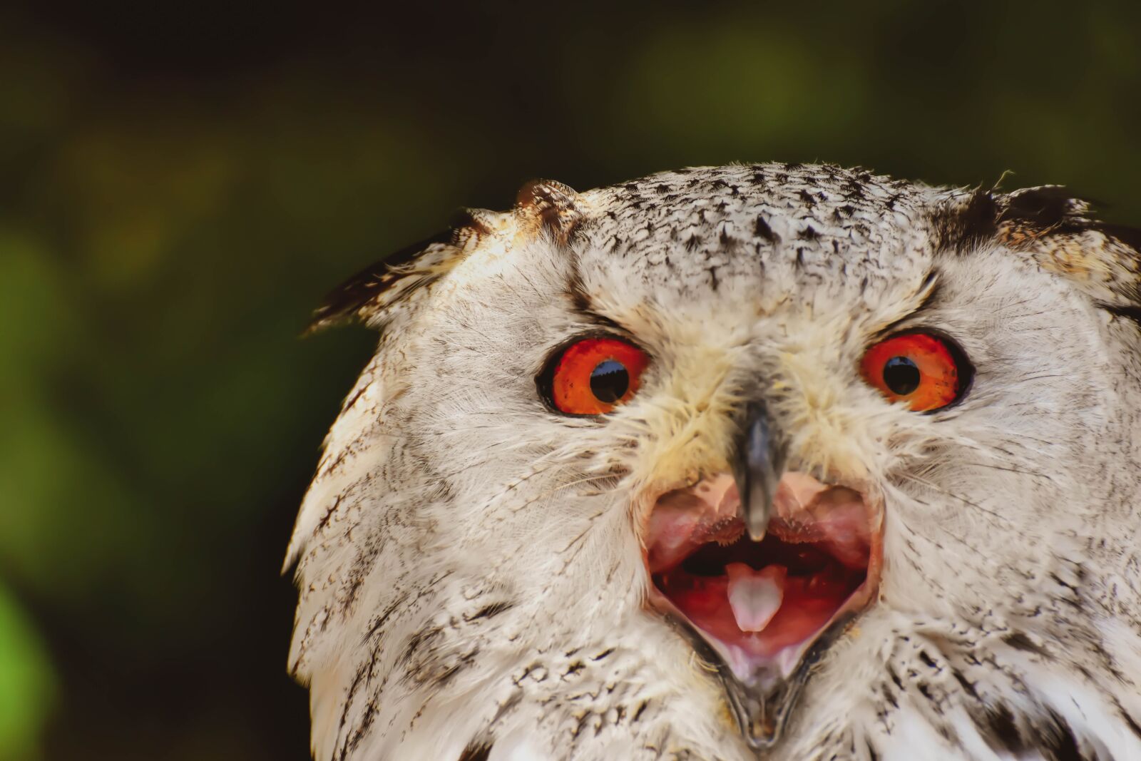 Nikon D7200 sample photo. Owl, bird, feather photography