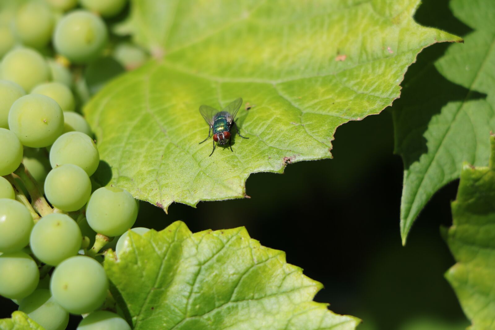 Canon EOS 760D (EOS Rebel T6s / EOS 8000D) sample photo. Fly, wine leaf, grapes photography